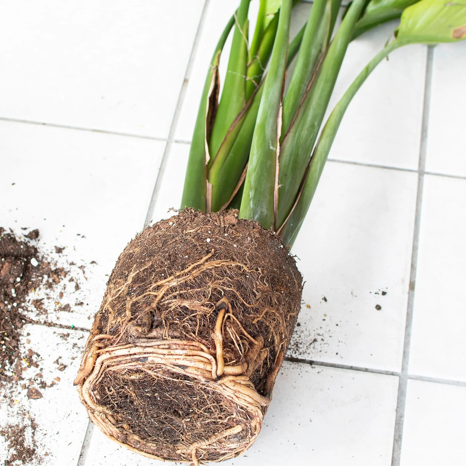 Organiczna mieszanka gleby doniczkowej Bird of Paradise, 1 l, idealna do roślin doniczkowych wewnątrz i na zewnątrz, wspomaga optymalny wzrost Bird of Paradise
