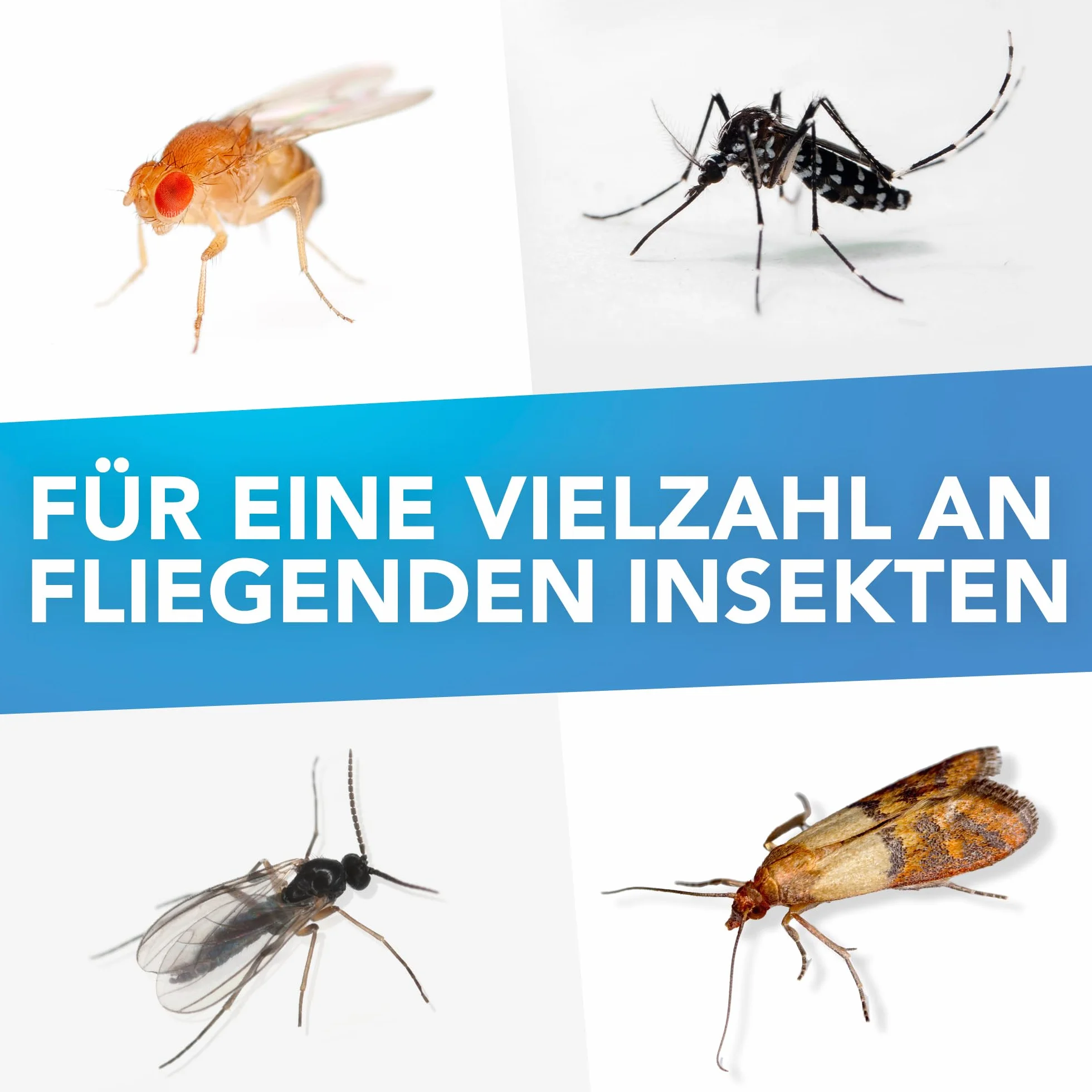 Raid Essentials pułapka świetlna LED na muchy, muszki owocówki i mole, ochrona 24/7, bez insektycydów, przyjazna dla rodziny, bezzapachowa i bez pozostałości, do użytku w pomieszczeniach, 1 pułapka