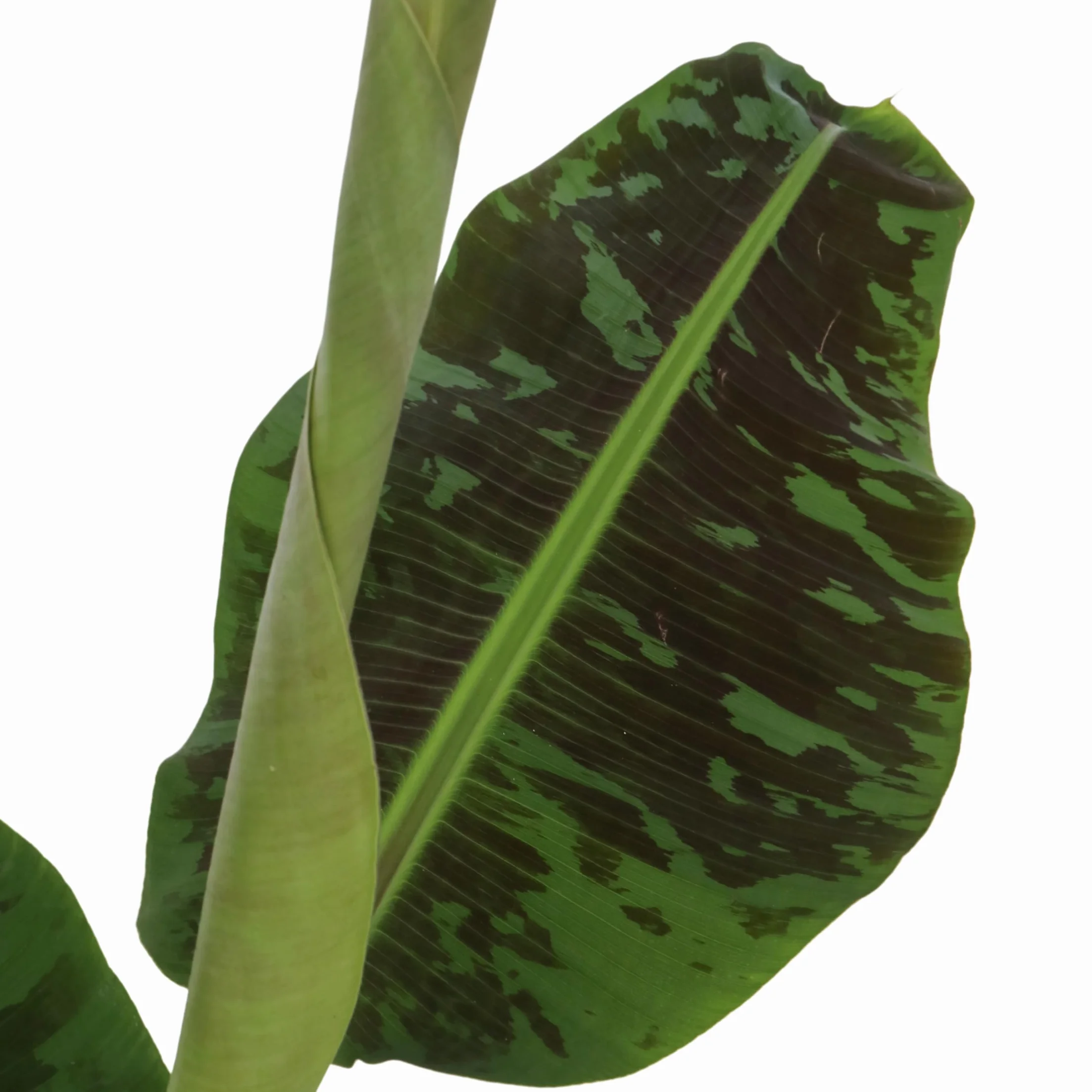 Plant in a Box - Musa 'Darf Cavendish' - Bananowiec - Doniczka 21cm - Wysokość 90-100cm