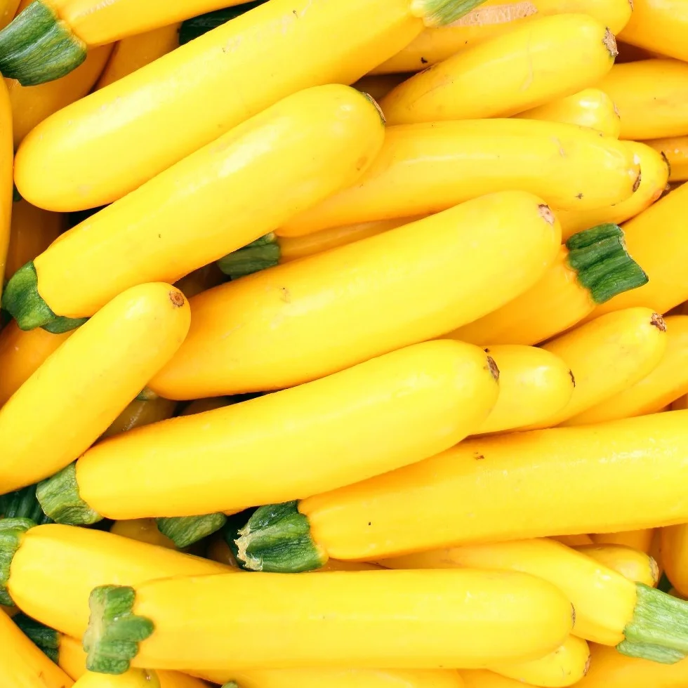 cukinii Atena Polka nasiona – dynia ogrodowa