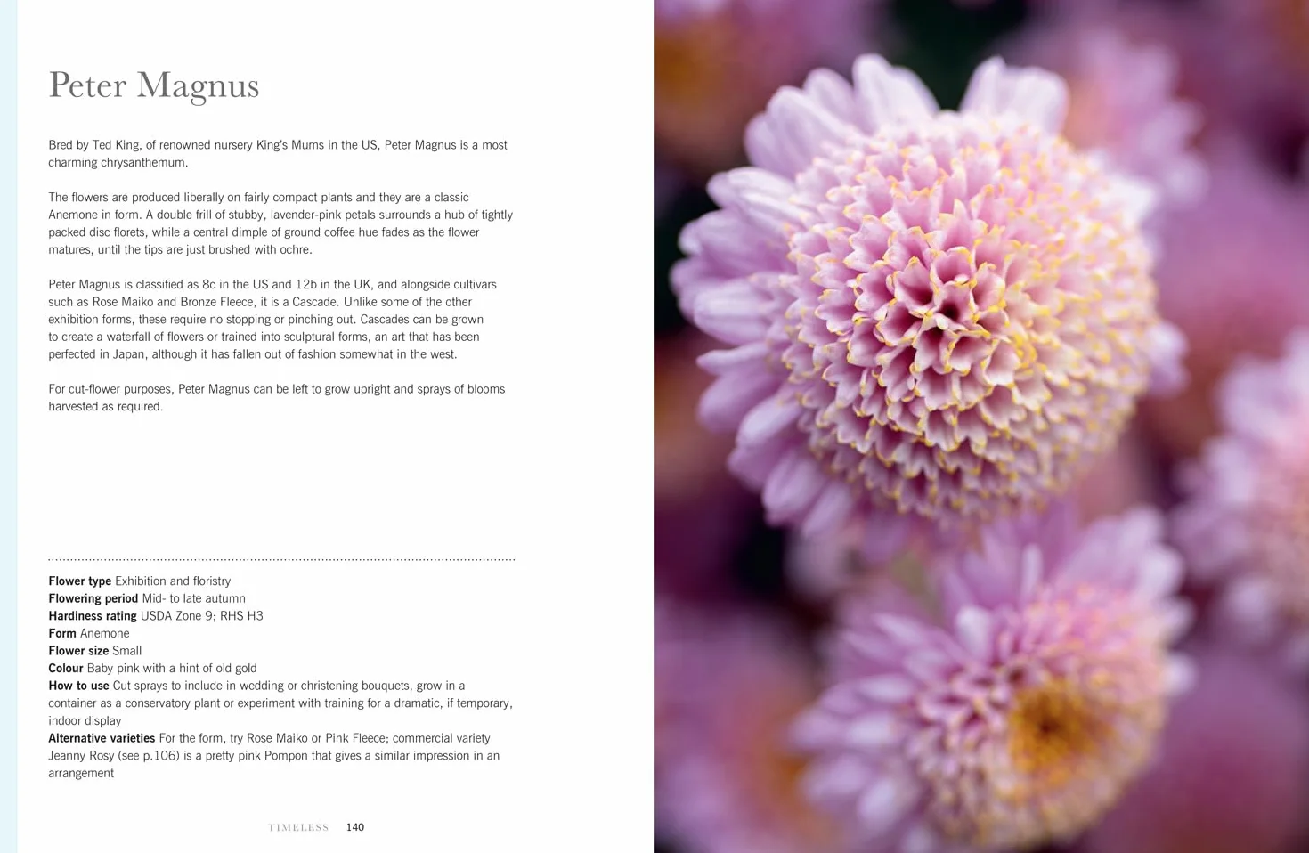Chrysanthemums: The ultimate guide for growing and cutting flower varieties for the home and garden