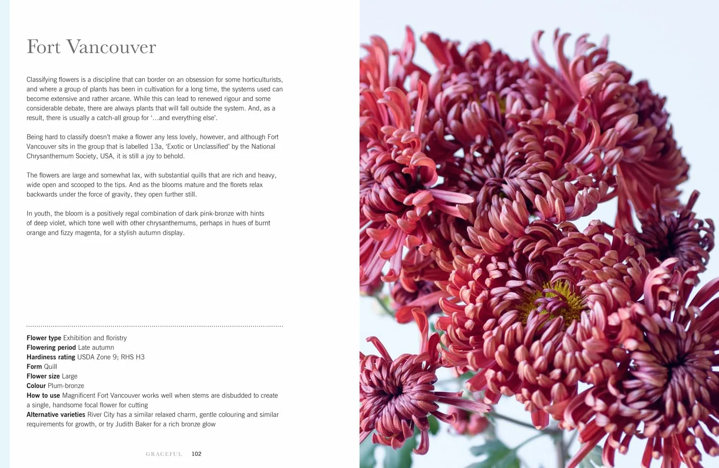 Chrysanthemums: The ultimate guide for growing and cutting flower varieties for the home and garden