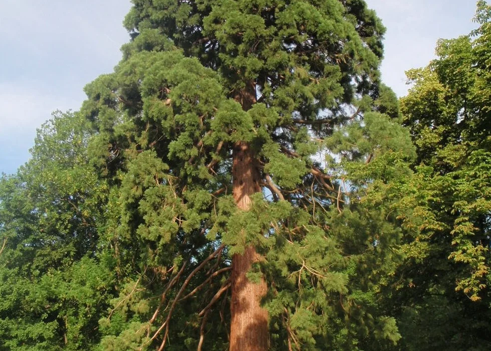 SAFLAX - Góra - Sekwoja - 50 Nasiona - Sequoiadendron gigantea