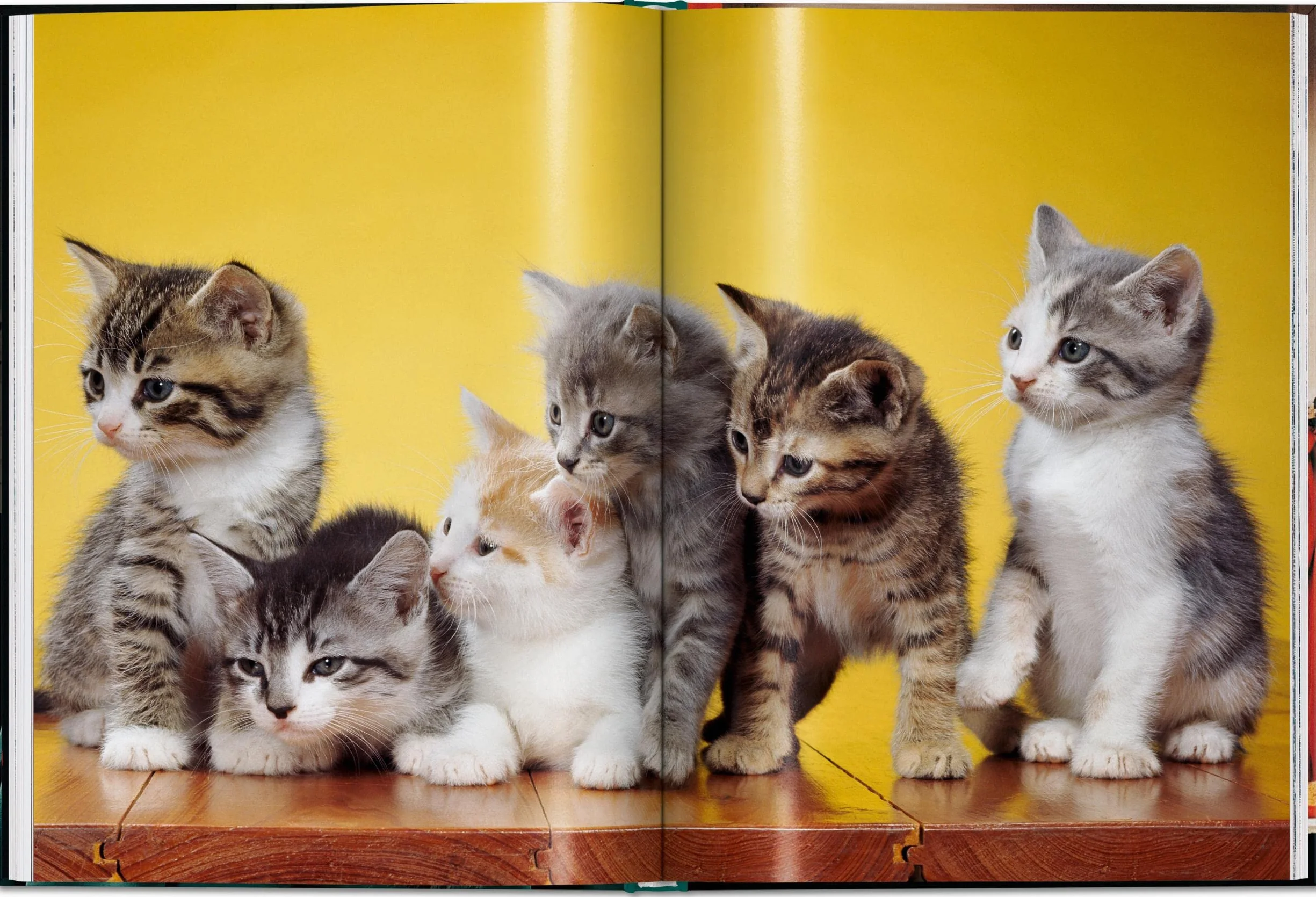 Walter Chandoha. Cats. Photographs 1942-2018