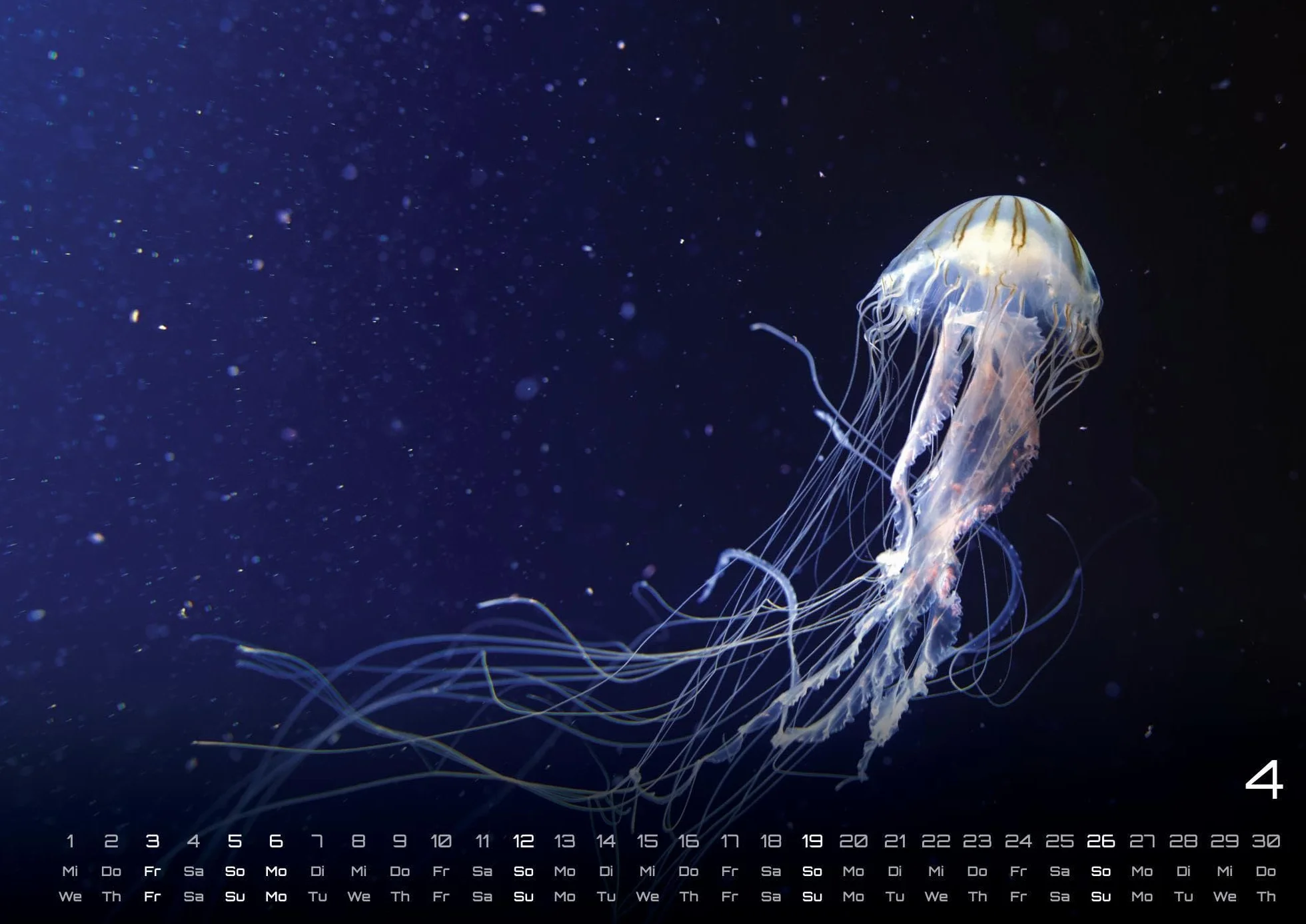 Sealife - verborgene Tiefen - 2026 - Kalender DIN A2: Der Wandkalender mit den schönsten Unterwasser-Motiven für das Jahr 2026 im extragroßen Format DIN A2 (ca. 60 x 42 cm)!