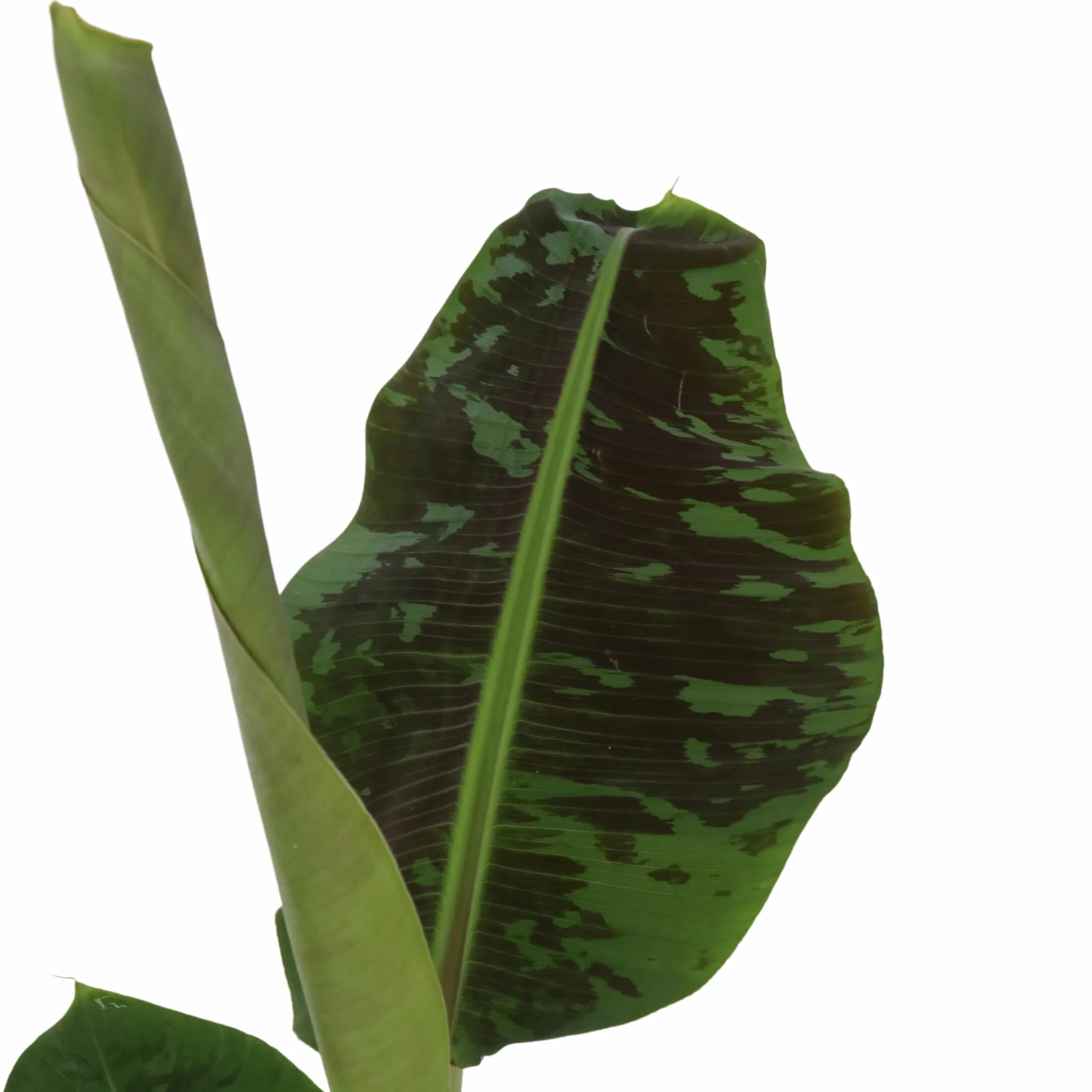 Plant in a Box - Musa 'Darf Cavendish' - Bananowiec - Doniczka 21cm - Wysokość 90-100cm