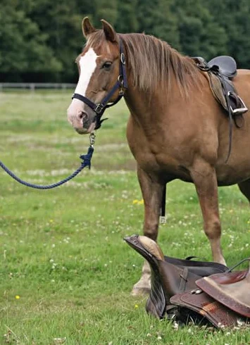 Alles über Ponys: Rassen, Haltung und Pflege, Reiten und Fahren