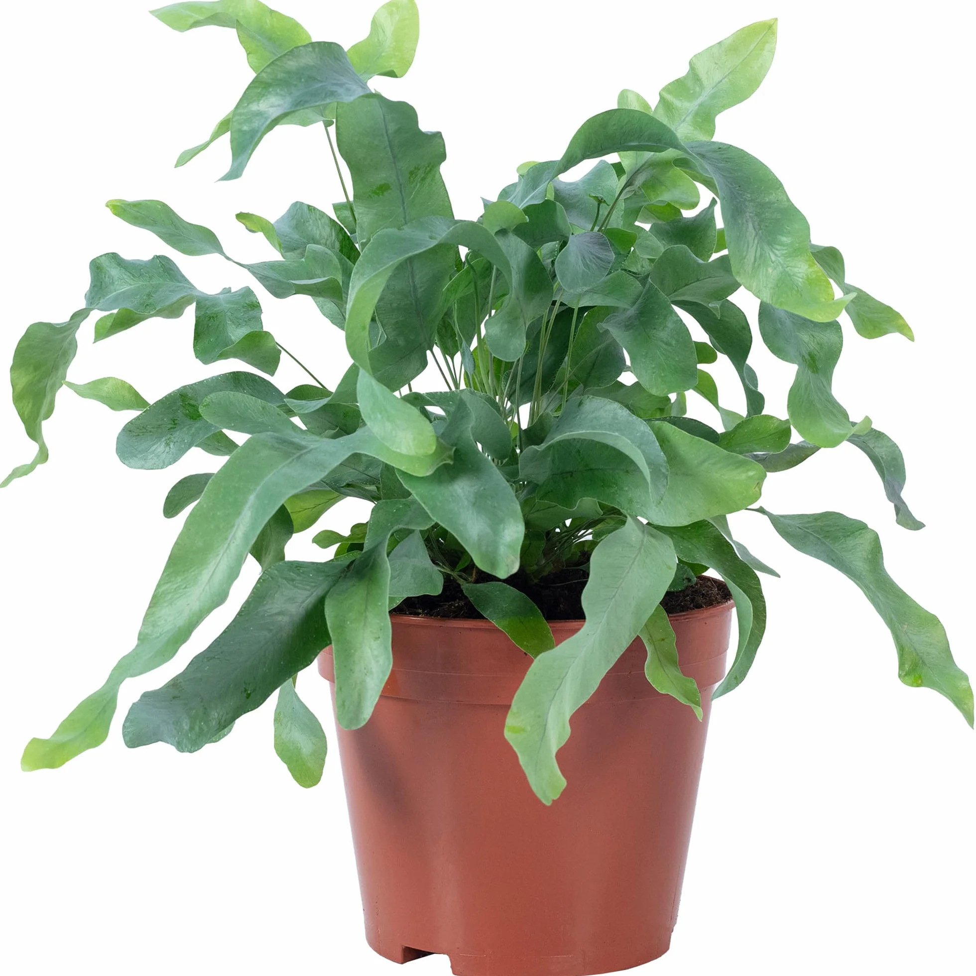 Złota paproć - łatwa w pielęgnacji roślina pokojowa, Phlebodium aureum 'Blue Star' - wysokość ok. 40 cm, średnica doniczki 14 cm