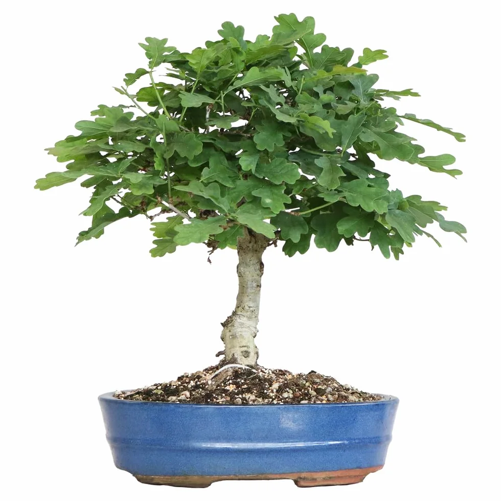 KENTIS - Bonsai Quercus Pubescens - Japoński Dąb Puchaty Bonsai - Prawdziwe Dekoracyjne Rośliny Zewnętrzne - H 40-45 cm Doniczka Ø 26 cm