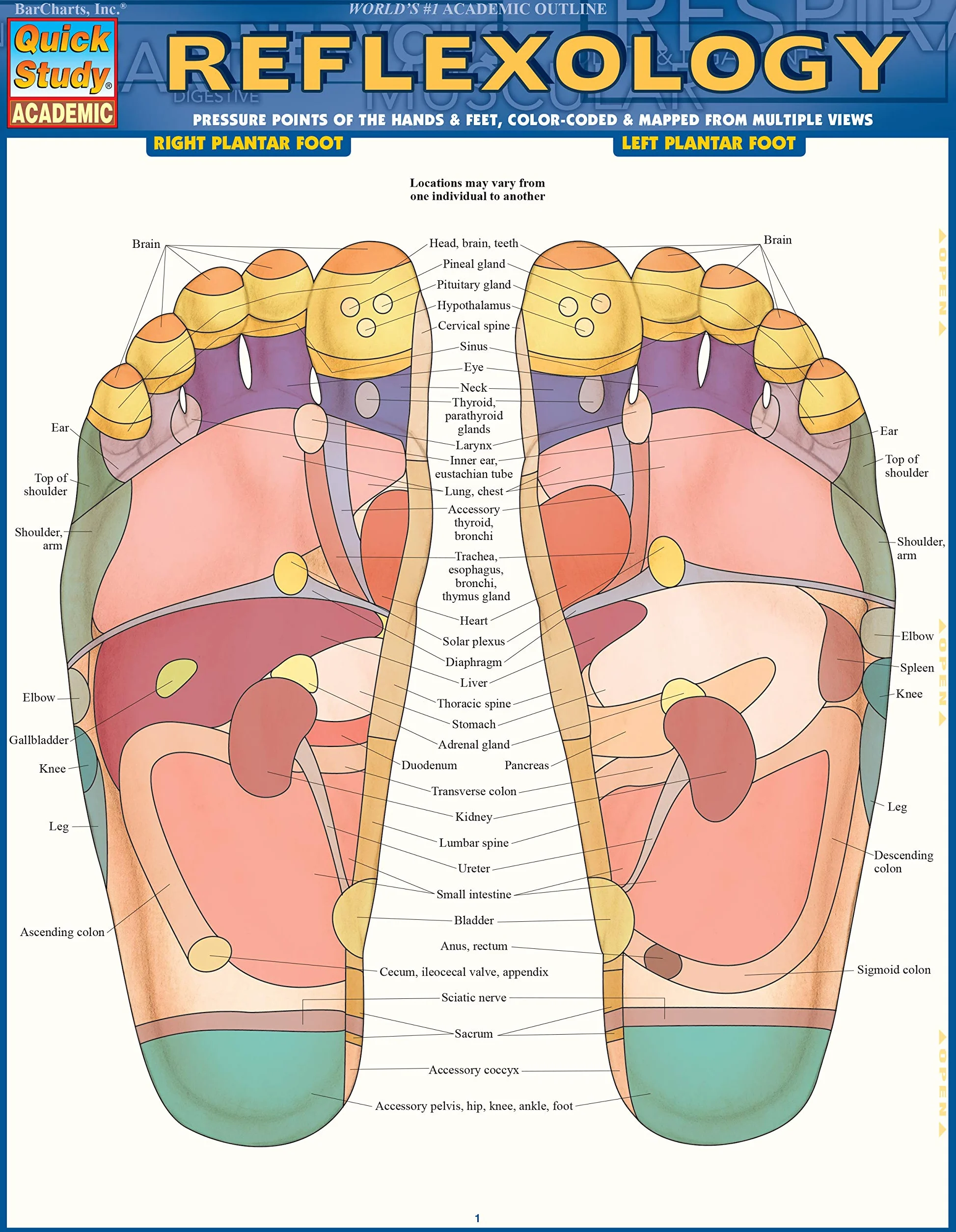 Reflexology: Pressure Points of the Hands & Feet, Color-coded & Mapped from Multiple Views