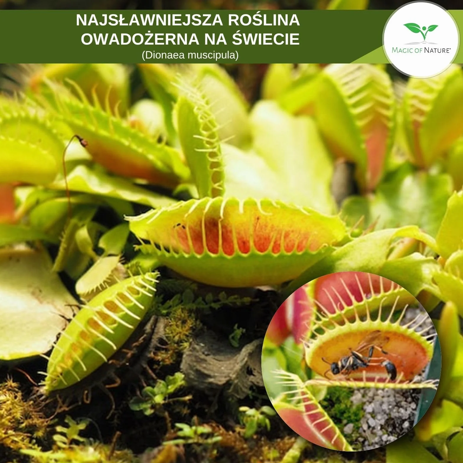 Magic of Nature Muchołówka amerykańska nasiona (ok. 20 szt.) - Dionaea muscipula - Roślina owadożerna do domu i na parapet - Egzotyczna roślina doniczkowa