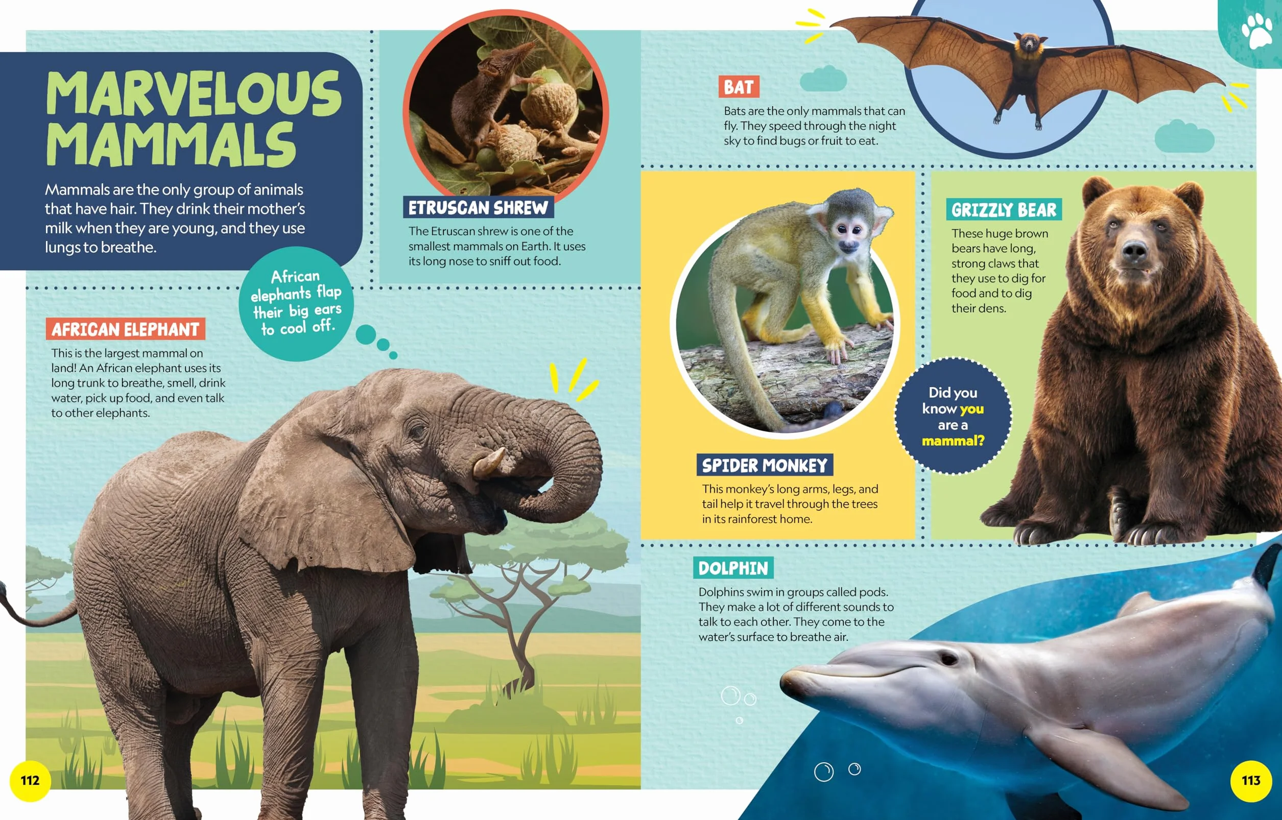 National Geographic Little Kids First Encyclopedia of Almost Everything
