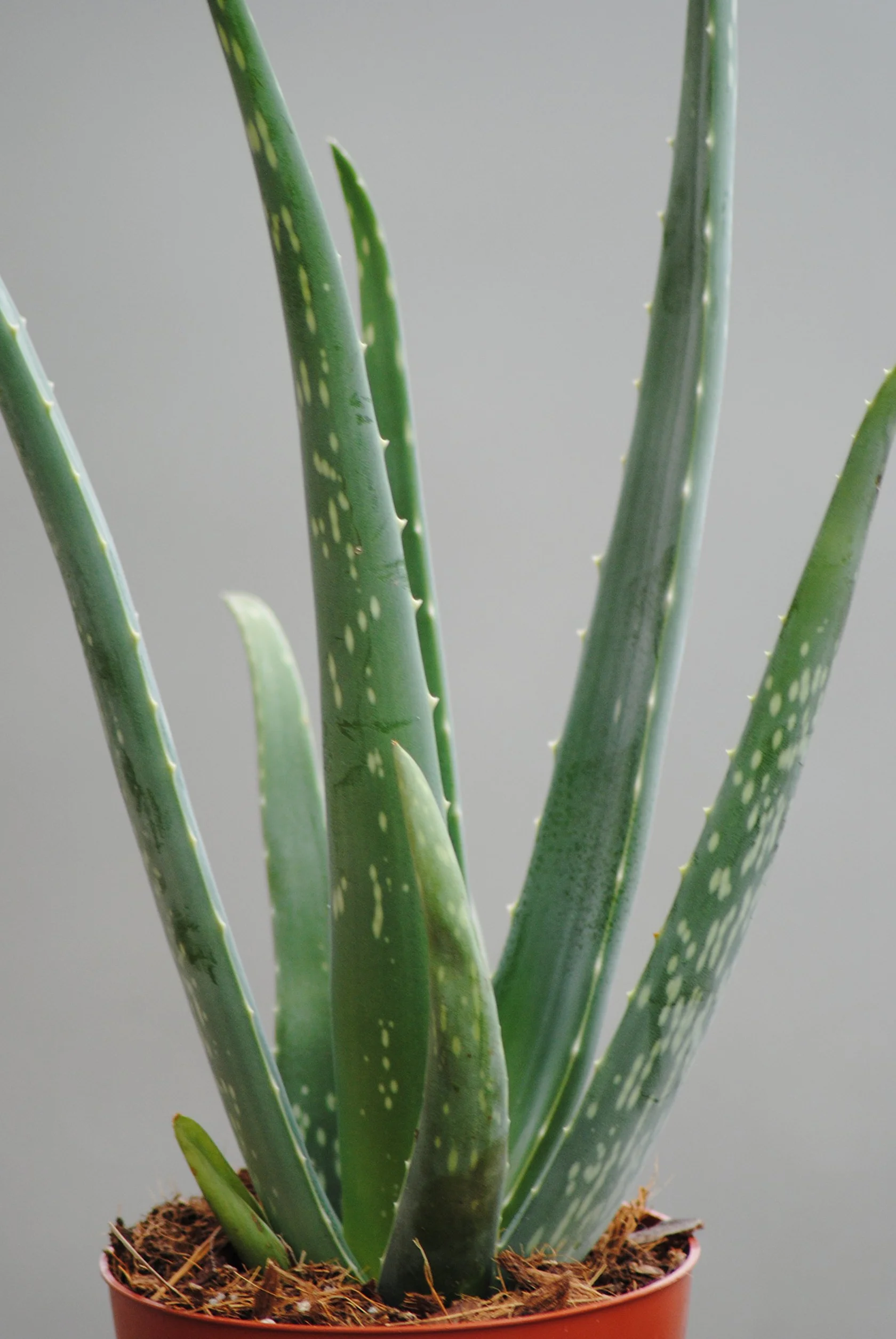 Prawdziwy aloes, doniczka 12 cm, wysokość całkowita ok. 40 cm (3 rośliny)