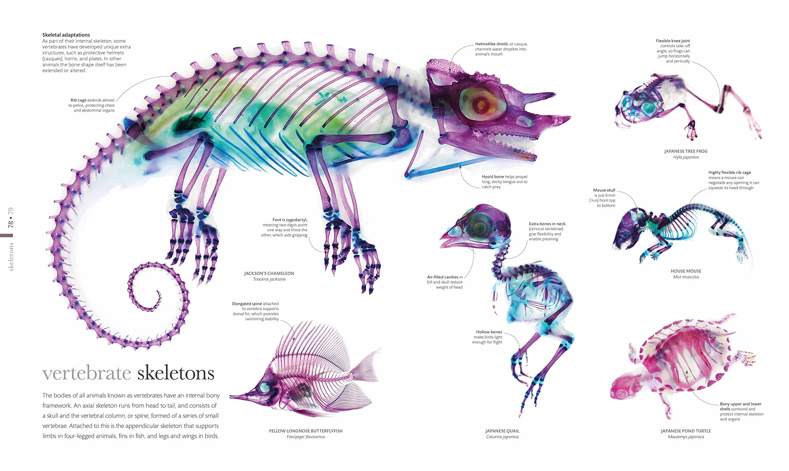 The Science of Animals: Inside their Secret World