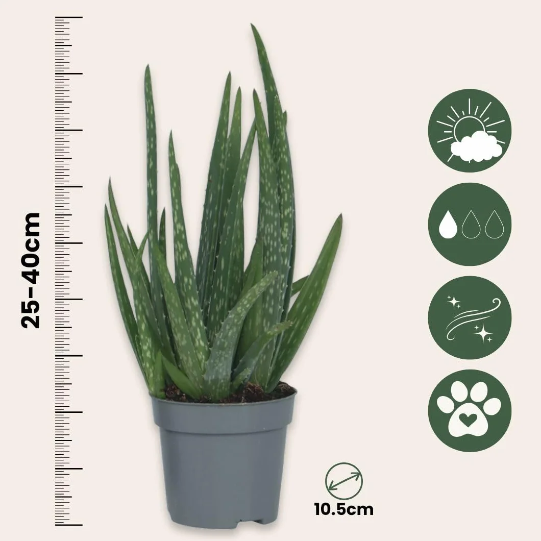 Plant in a Box - Aloes - Aloe Vera - Zestaw 4 sztuk - Doniczka 10cm - Wysokość 20-30cm