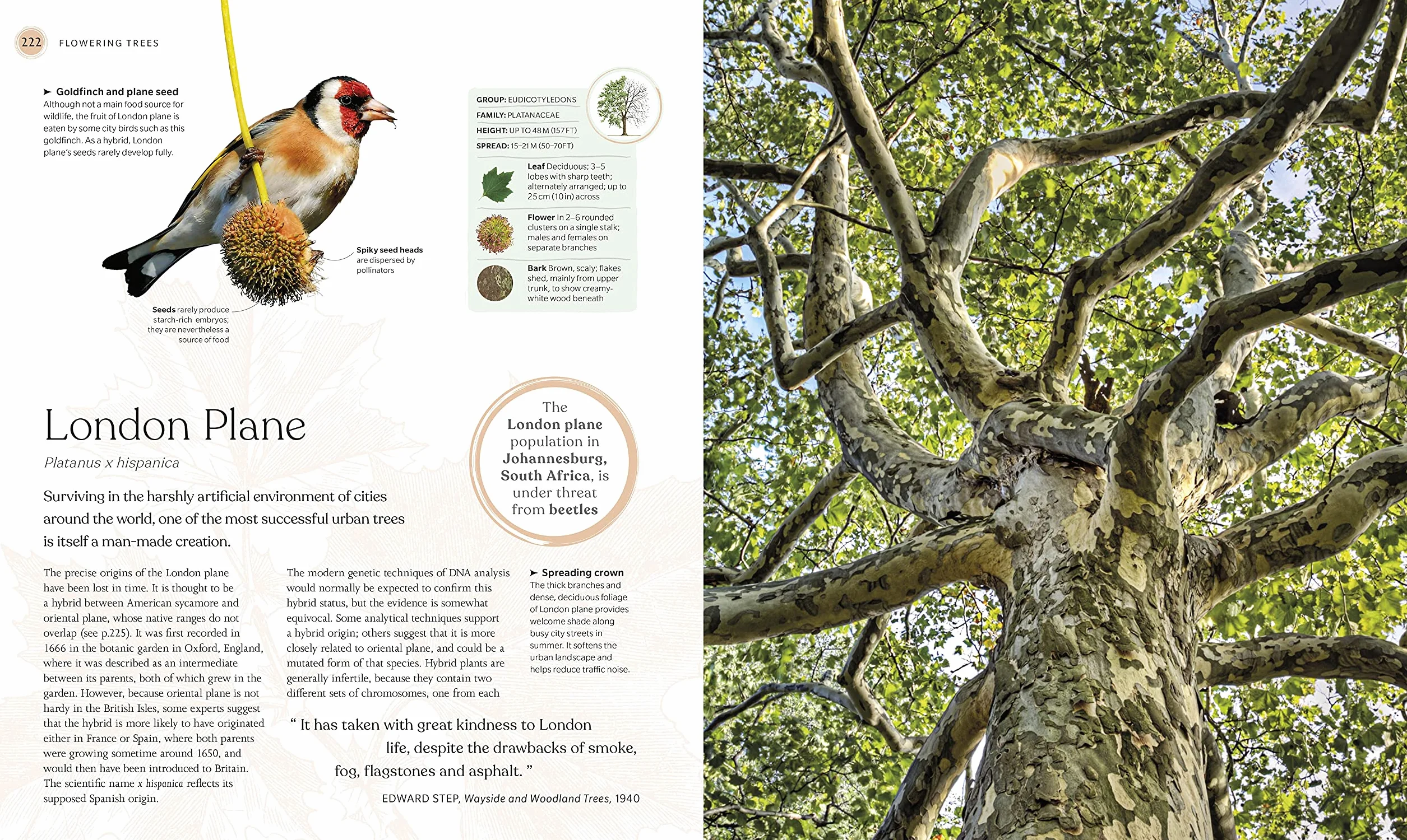 The Tree Book: The Stories, Science, and History of Trees