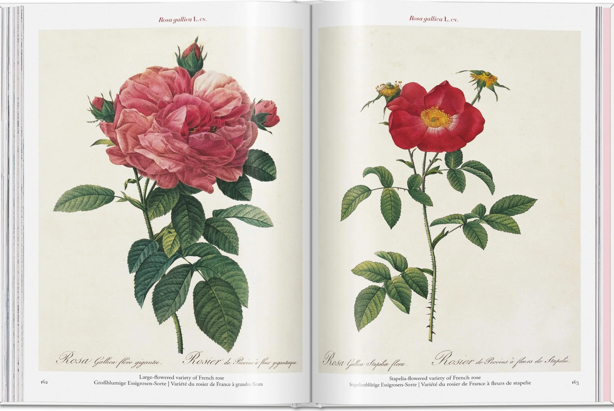 Roses: The Complete Plates 1817-1824