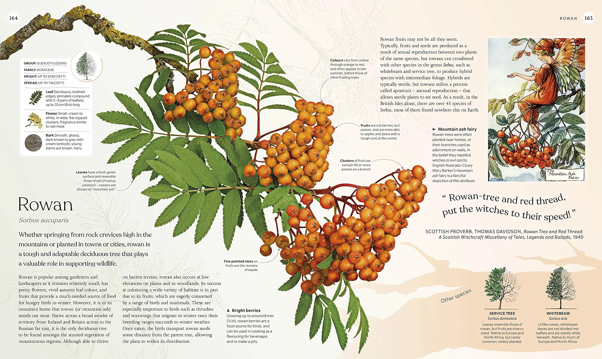 The Tree Book: The Stories, Science, and History of Trees