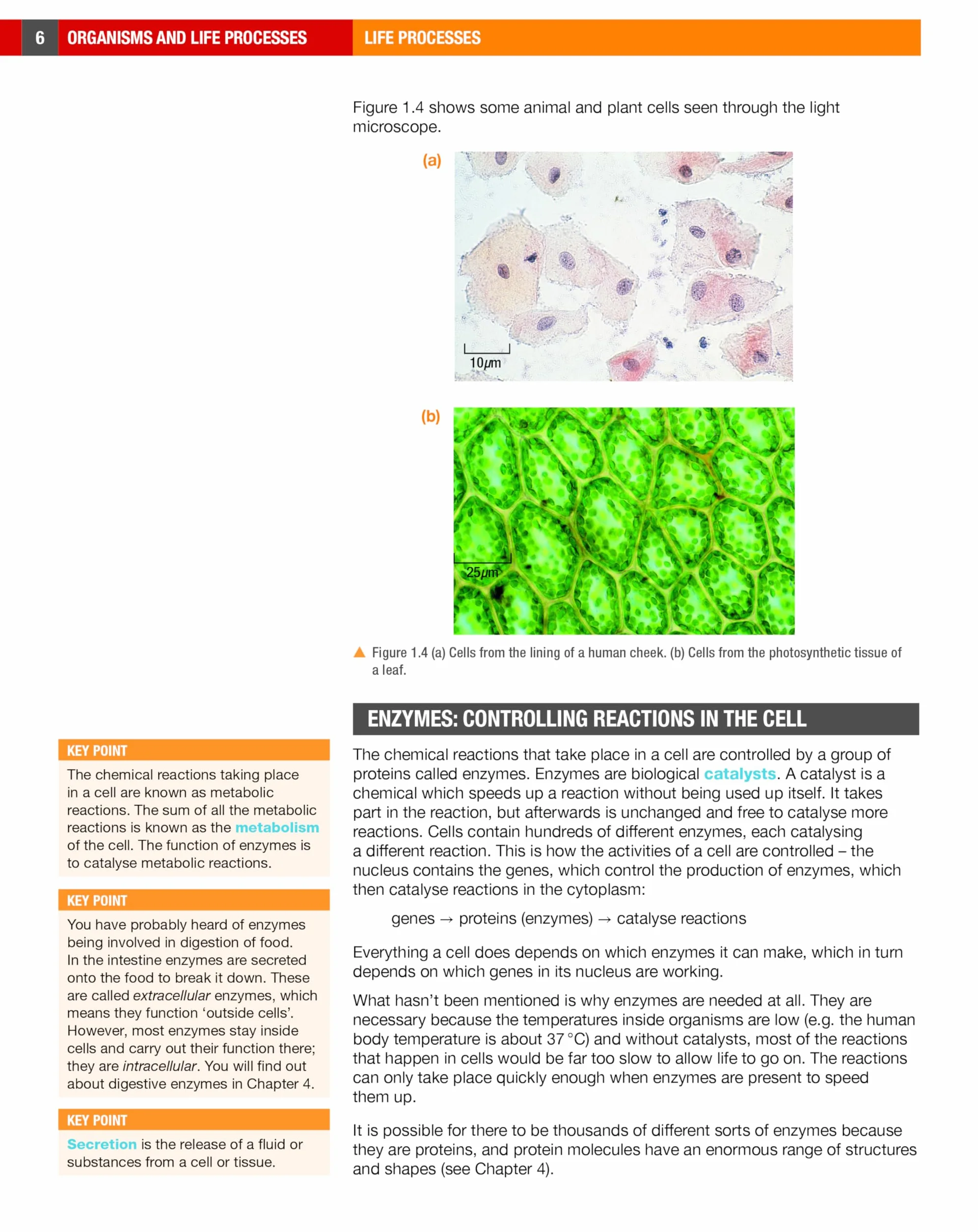 Edexcel international GCSE (9-1). Student's book. Biology. Per le Scuole superiori. Con ebook. Con espansione online