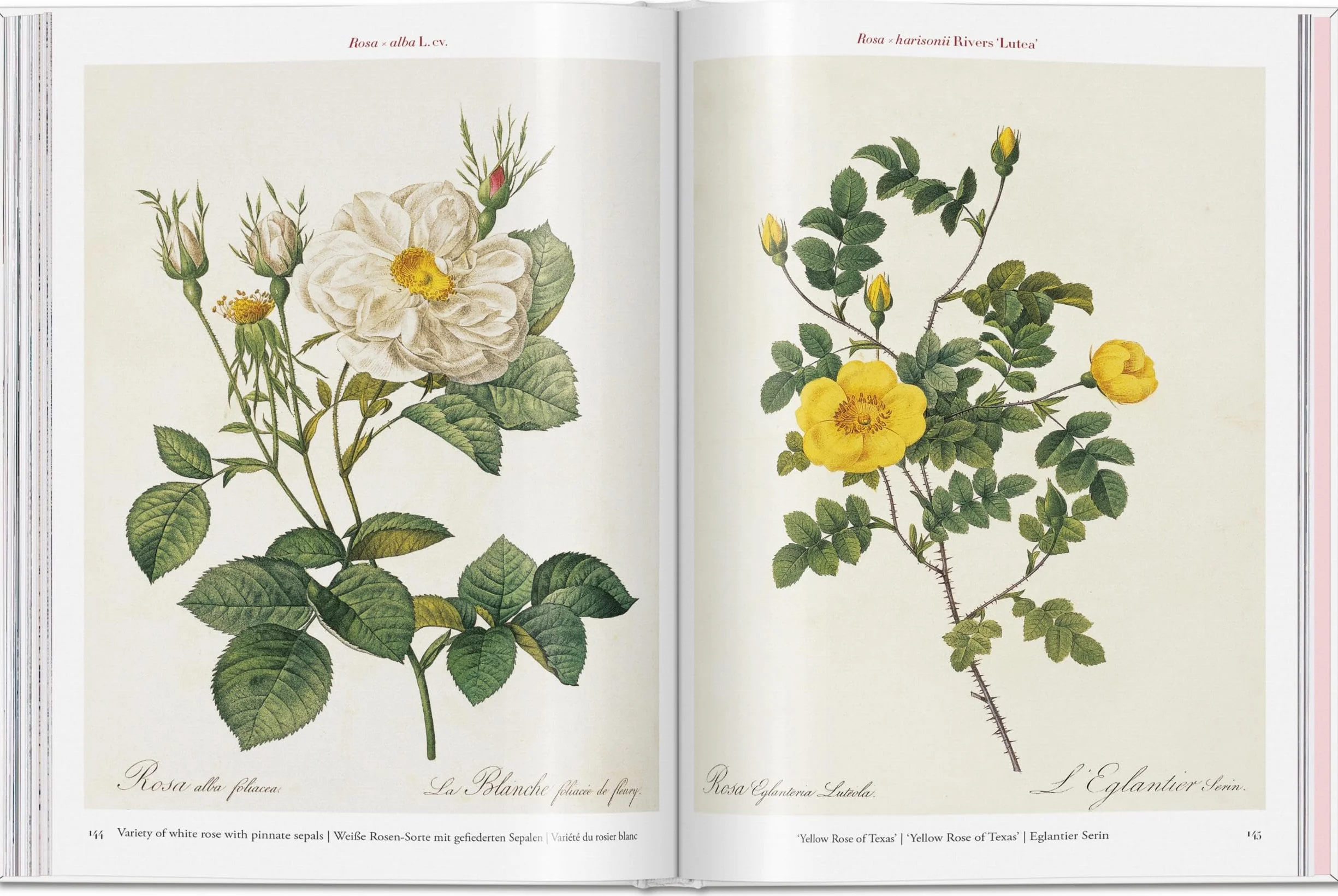 Roses: The Complete Plates 1817-1824