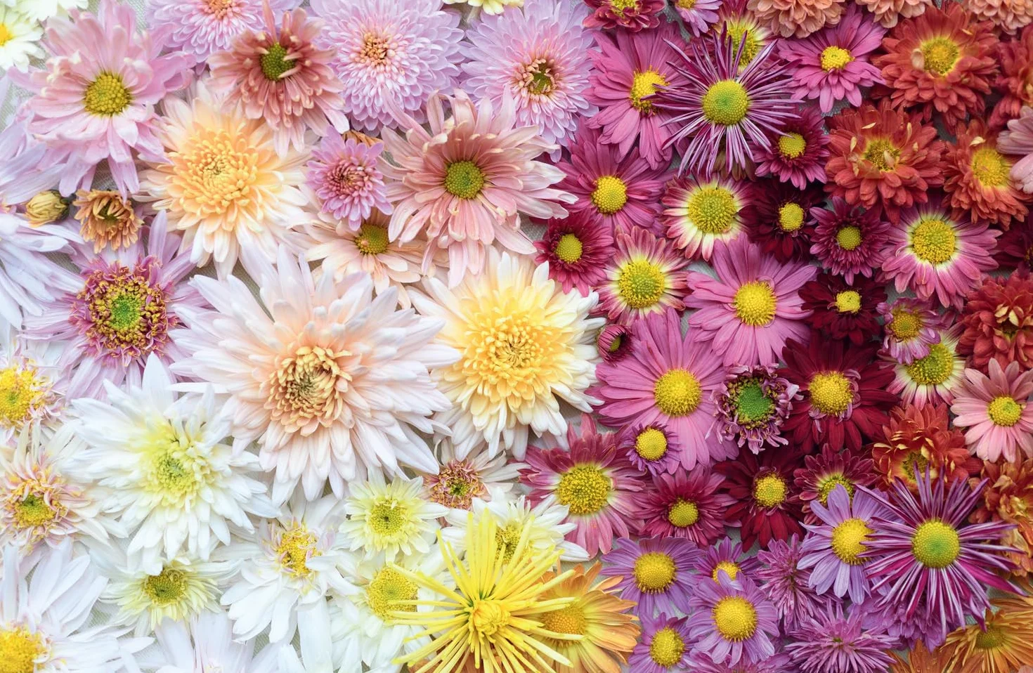 Chrysanthemums: The ultimate guide for growing and cutting flower varieties for the home and garden