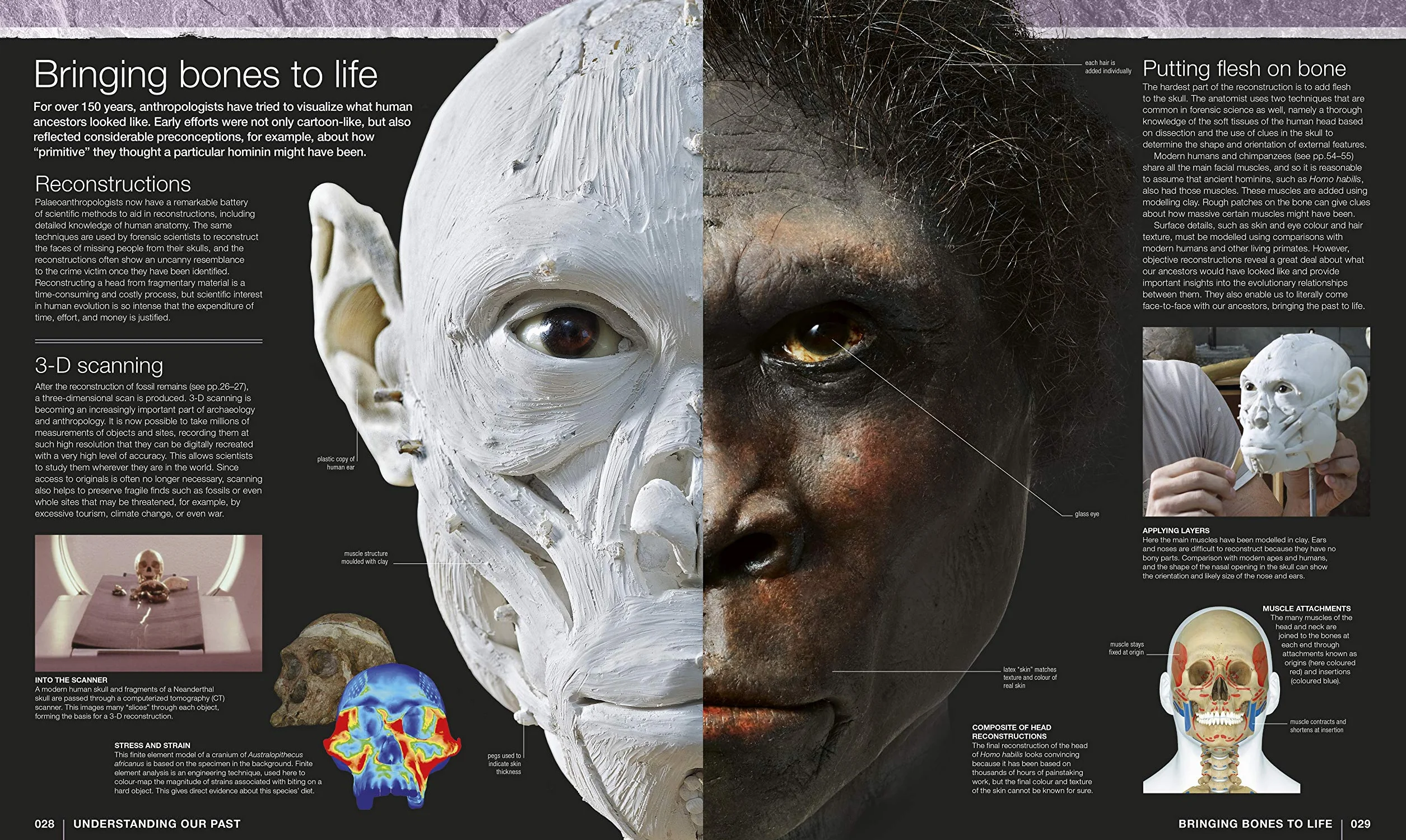 Evolution: The Human Story