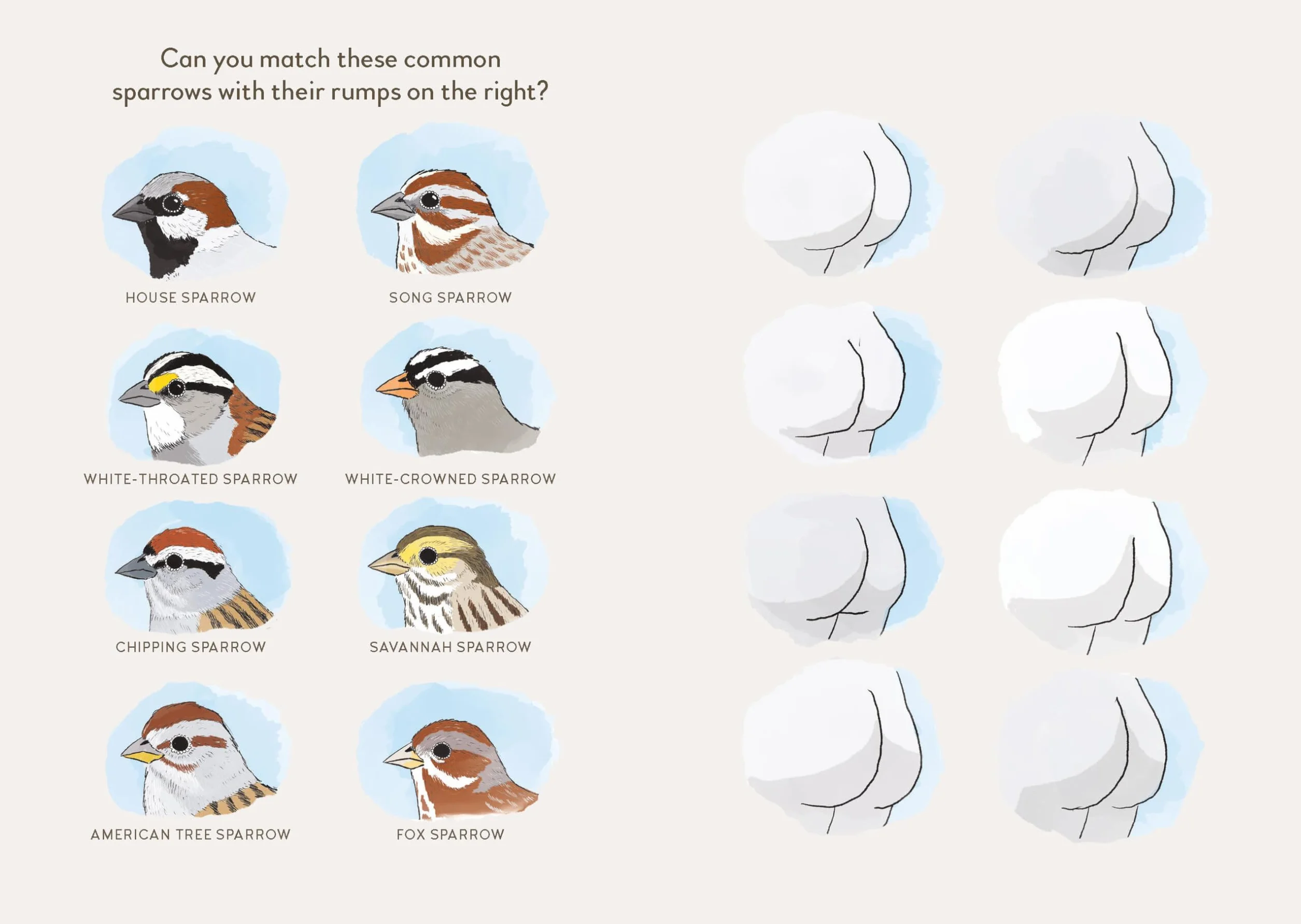 Extremely Accurate Birds: An Anatomically Precise Field Guide to Common Backyard Birds of North America