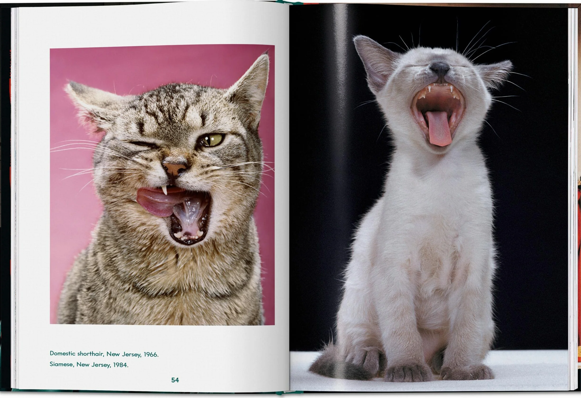 Walter Chandoha. Cats. Photographs 1942-2018