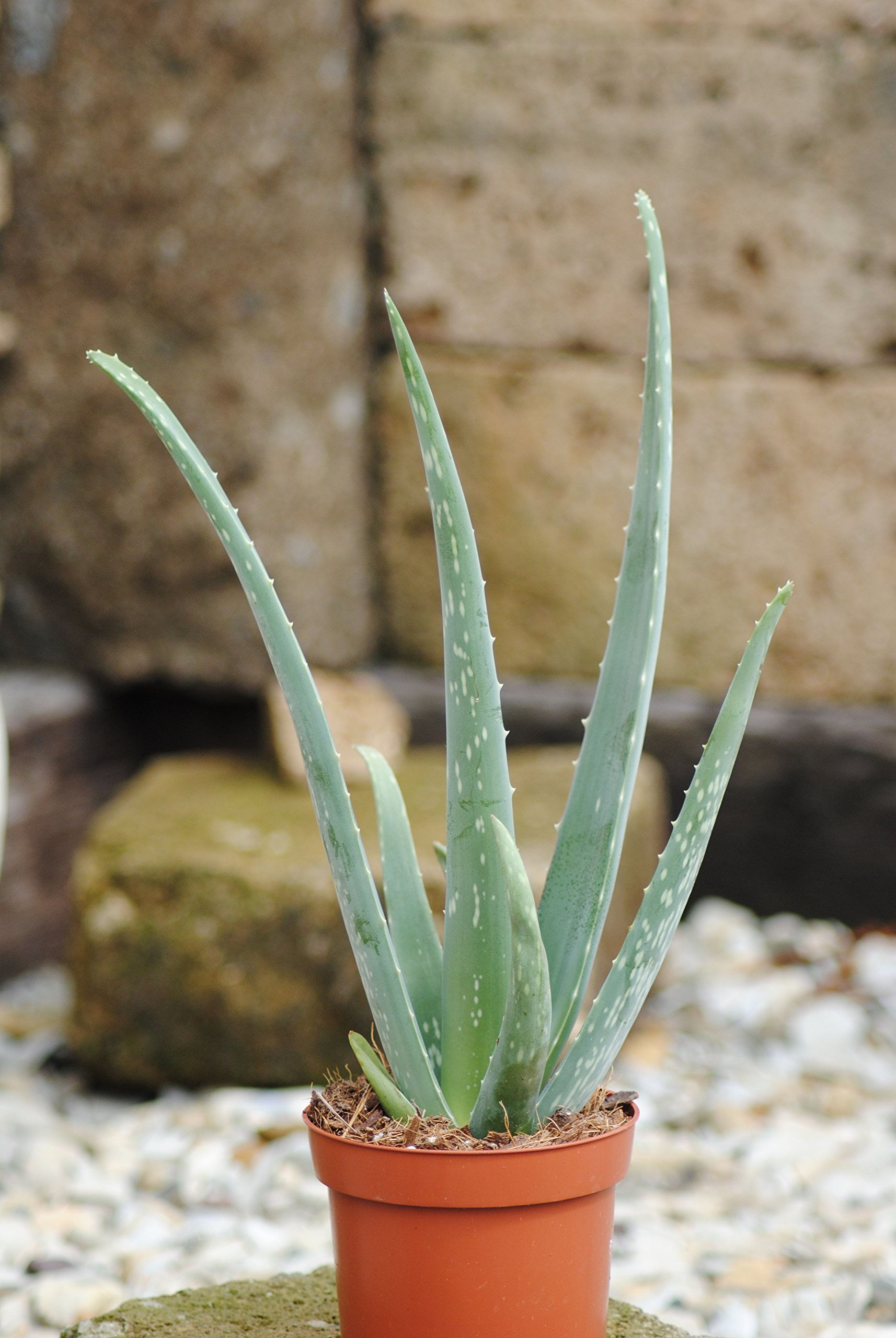 Prawdziwy aloes, doniczka 12 cm, wysokość całkowita ok. 40 cm (3 rośliny)