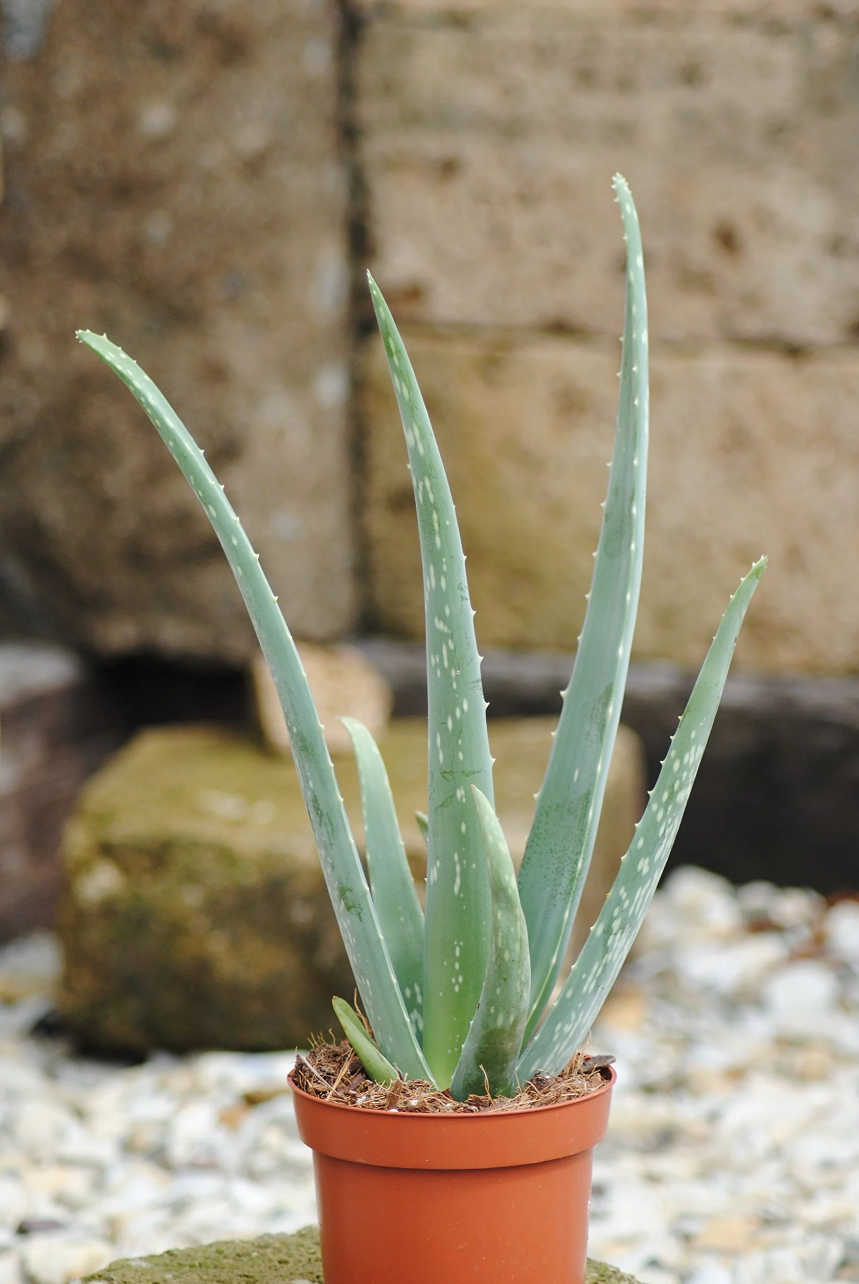 Prawdziwy aloes, doniczka 12 cm, wysokość całkowita ok. 40 cm (3 rośliny)