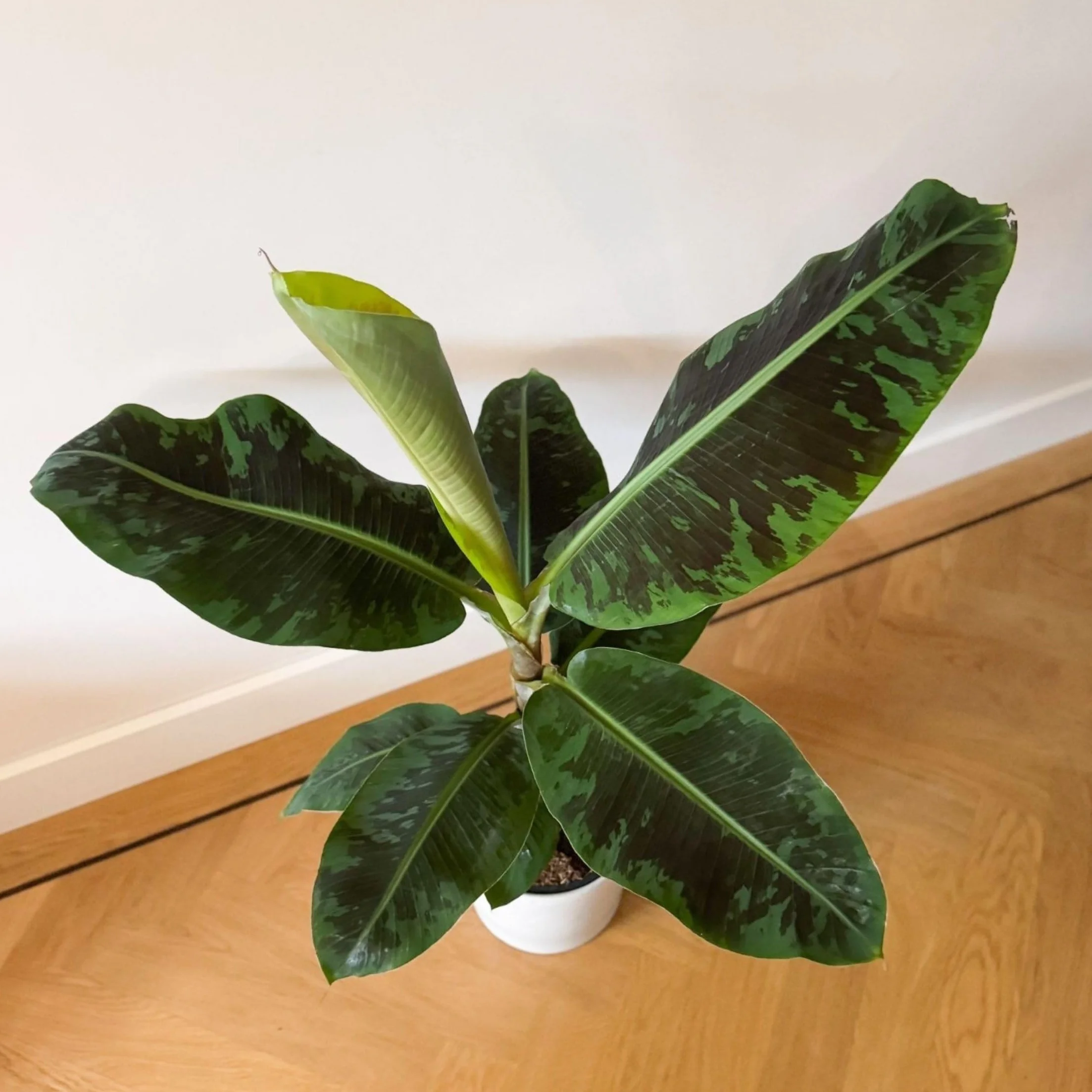 Plant in a Box - Musa 'Darf Cavendish' - Bananowiec - Doniczka 21cm - Wysokość 90-100cm