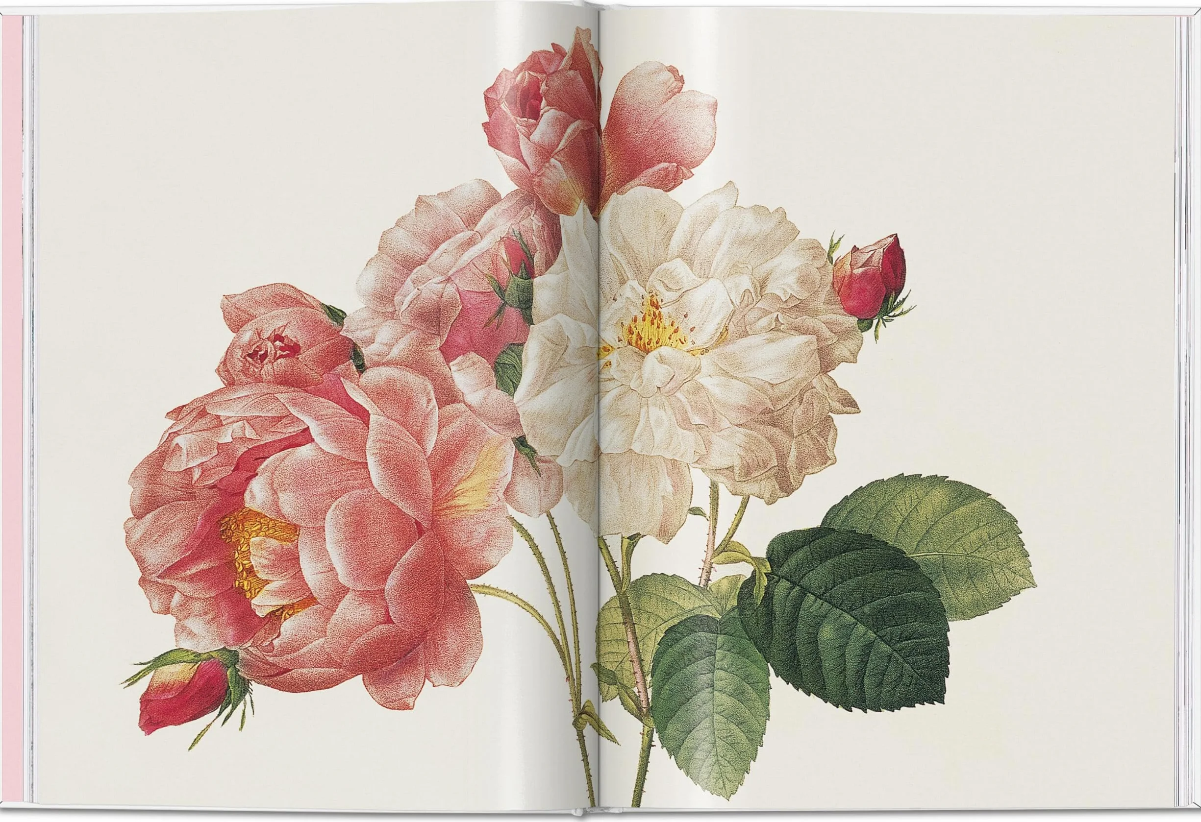 Roses: The Complete Plates 1817-1824