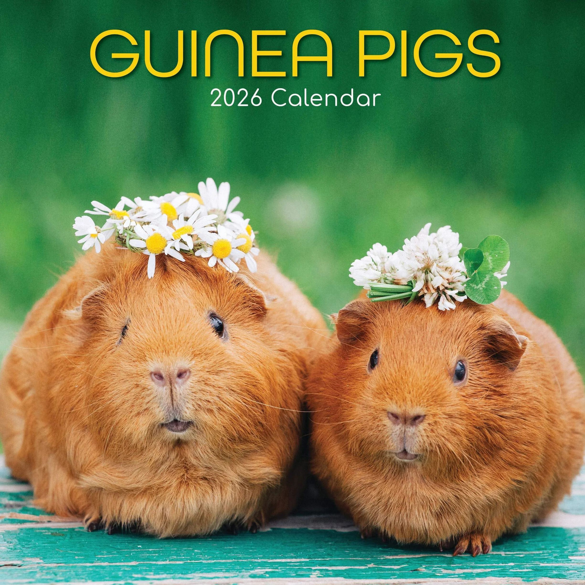 Guinea Pigs – Meerschweinchen 2026 – 16-Monatskalender: Original Gifted Stationery-Kalender [Mehrsprachig] [Kalender]