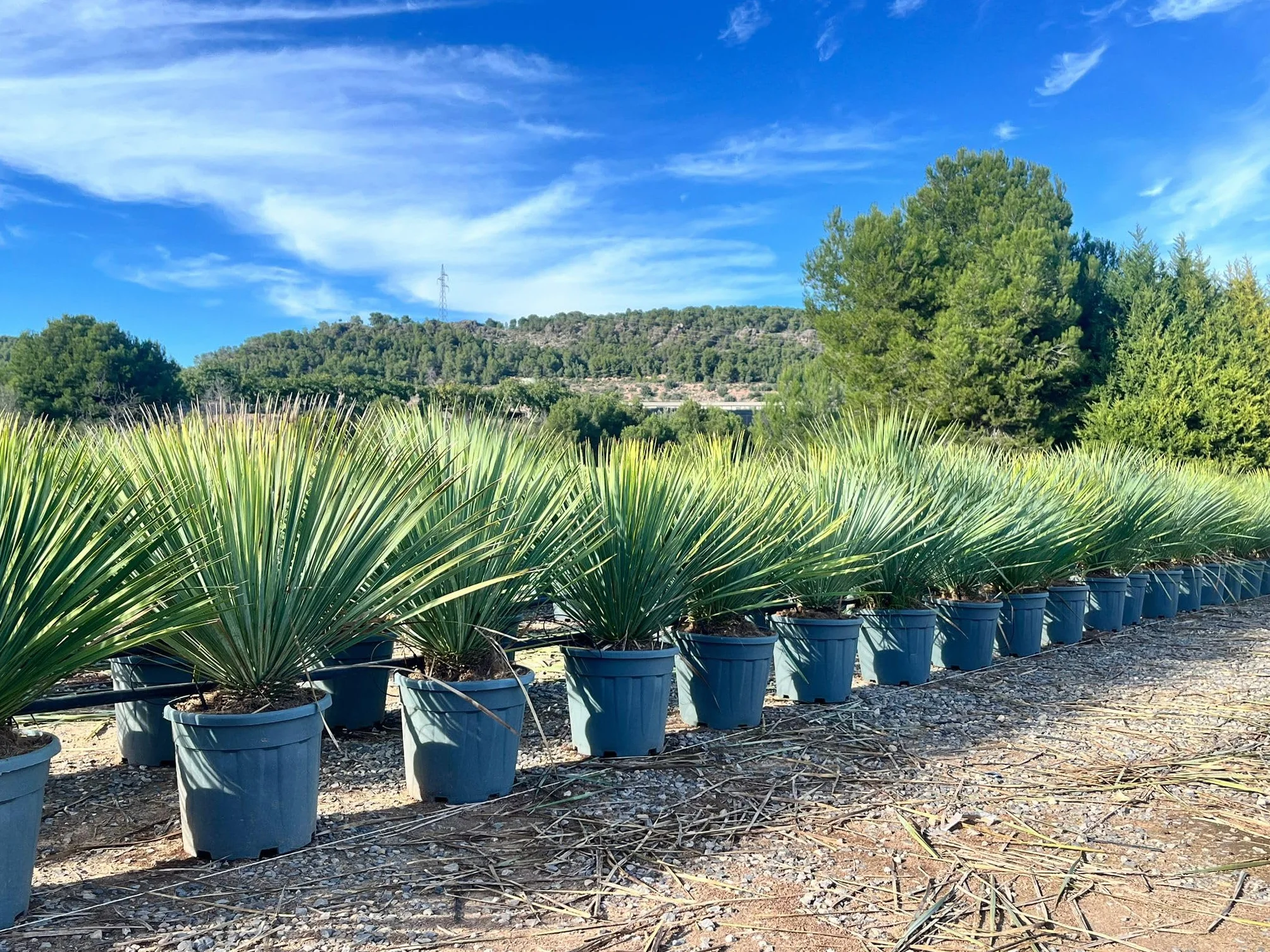 Sunny Tree - Yucca Rostrata Blue - Palmlellie – 100 cm - Roślina odporna na temperaturę do -20°C - idealna do ogrodu i na taras