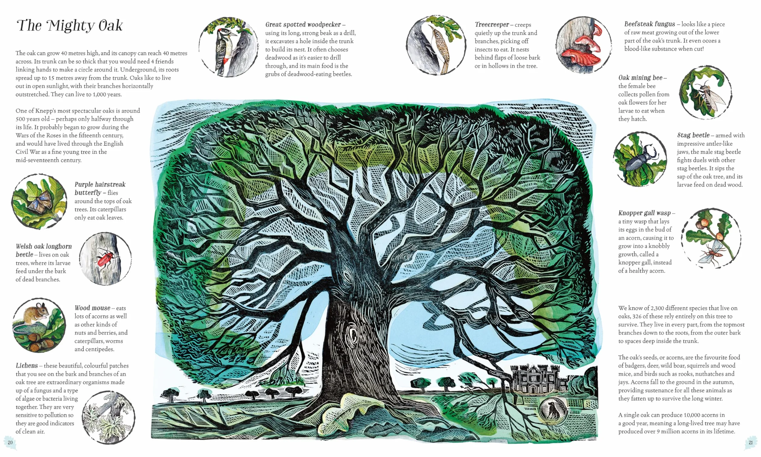 Wilding: How to Bring Wildlife Back - The New Illustrated Guide