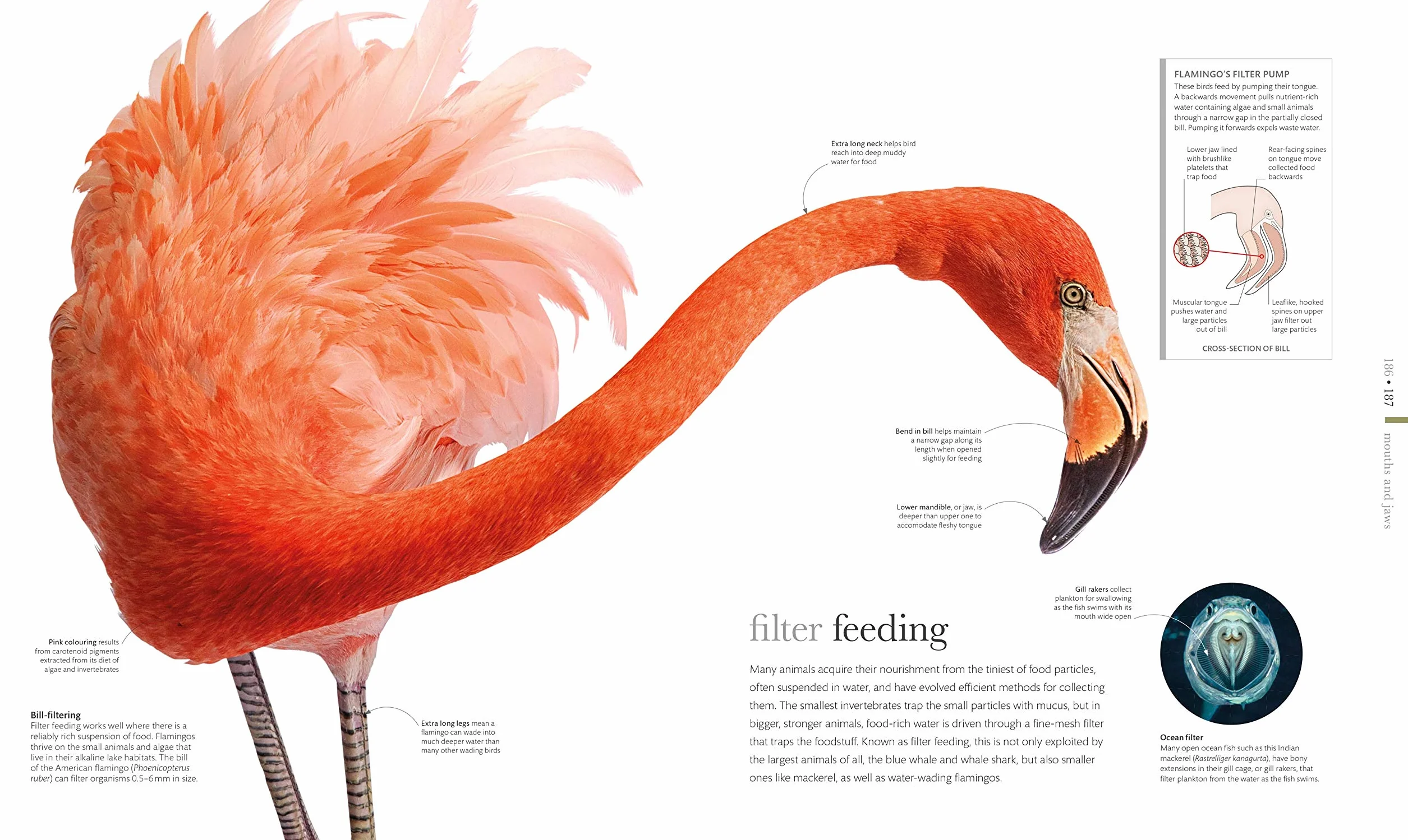 The Science of Animals: Inside their Secret World
