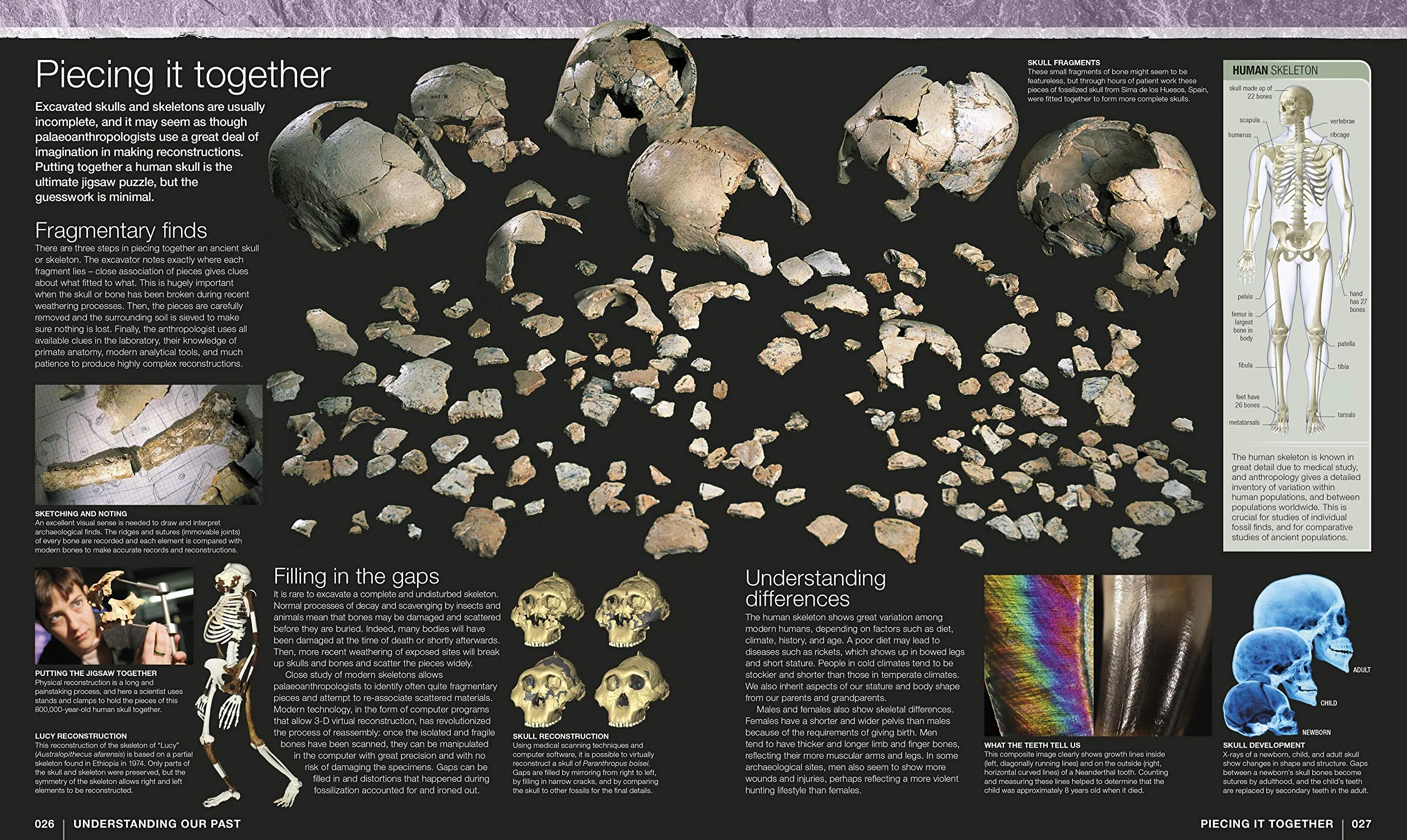 Evolution: The Human Story