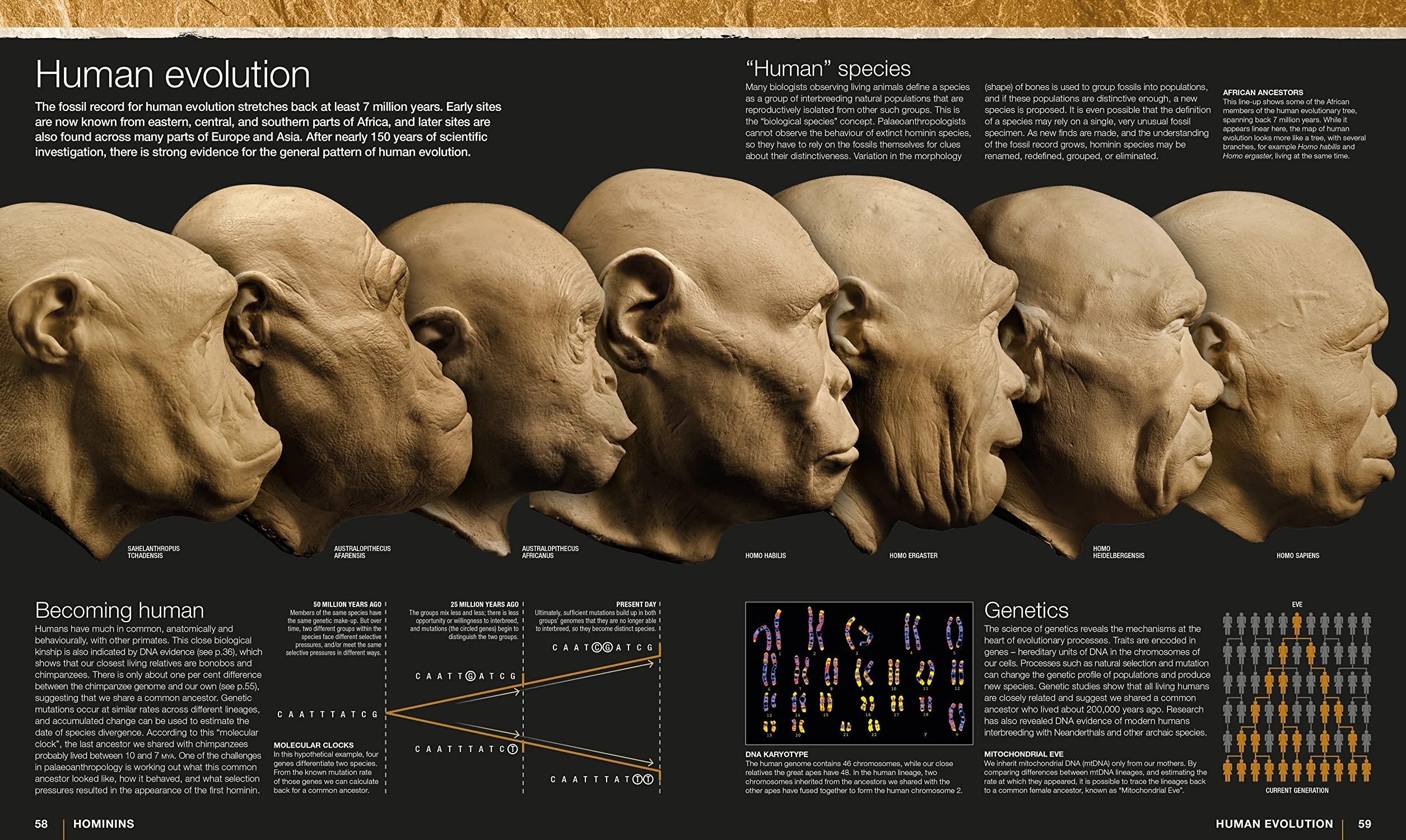 Evolution: The Human Story