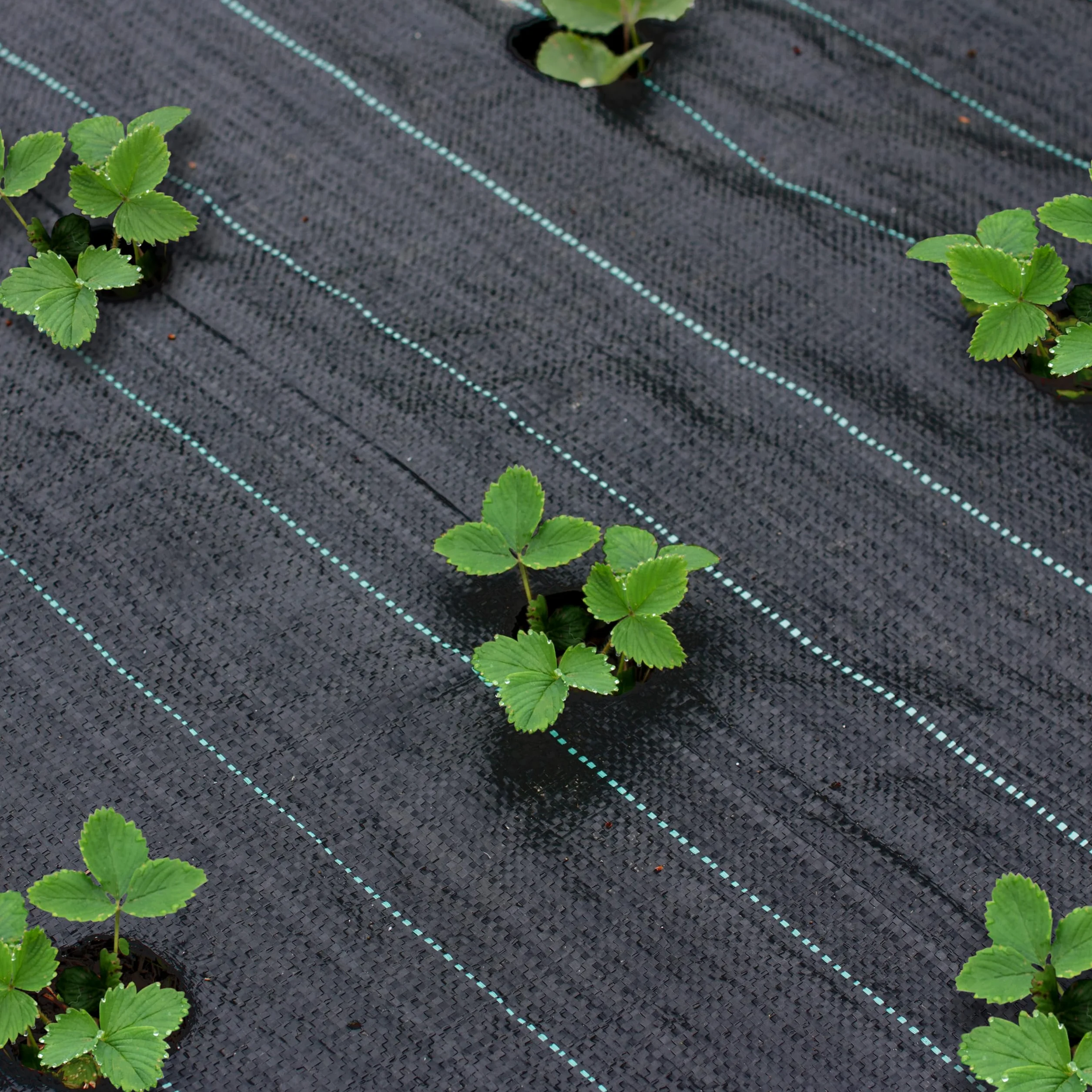 Sillar Folia przeciw chwastom, folia ogrodowa, przepuszczająca wodę, odporna na rozerwanie, z wysoką stabilnością UV (90 g/m², 2x10m)