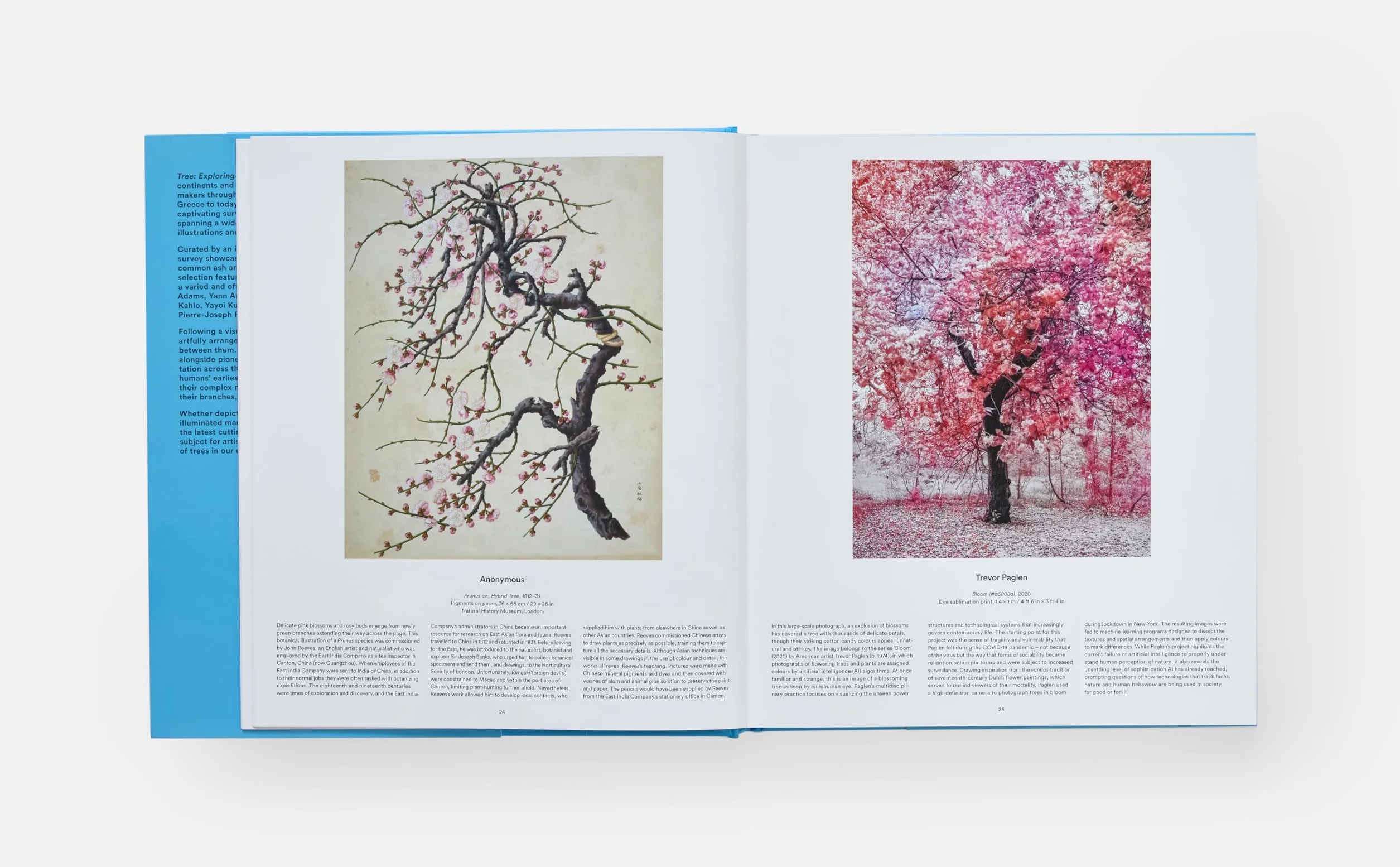 Tree: Exploring the Arboreal World