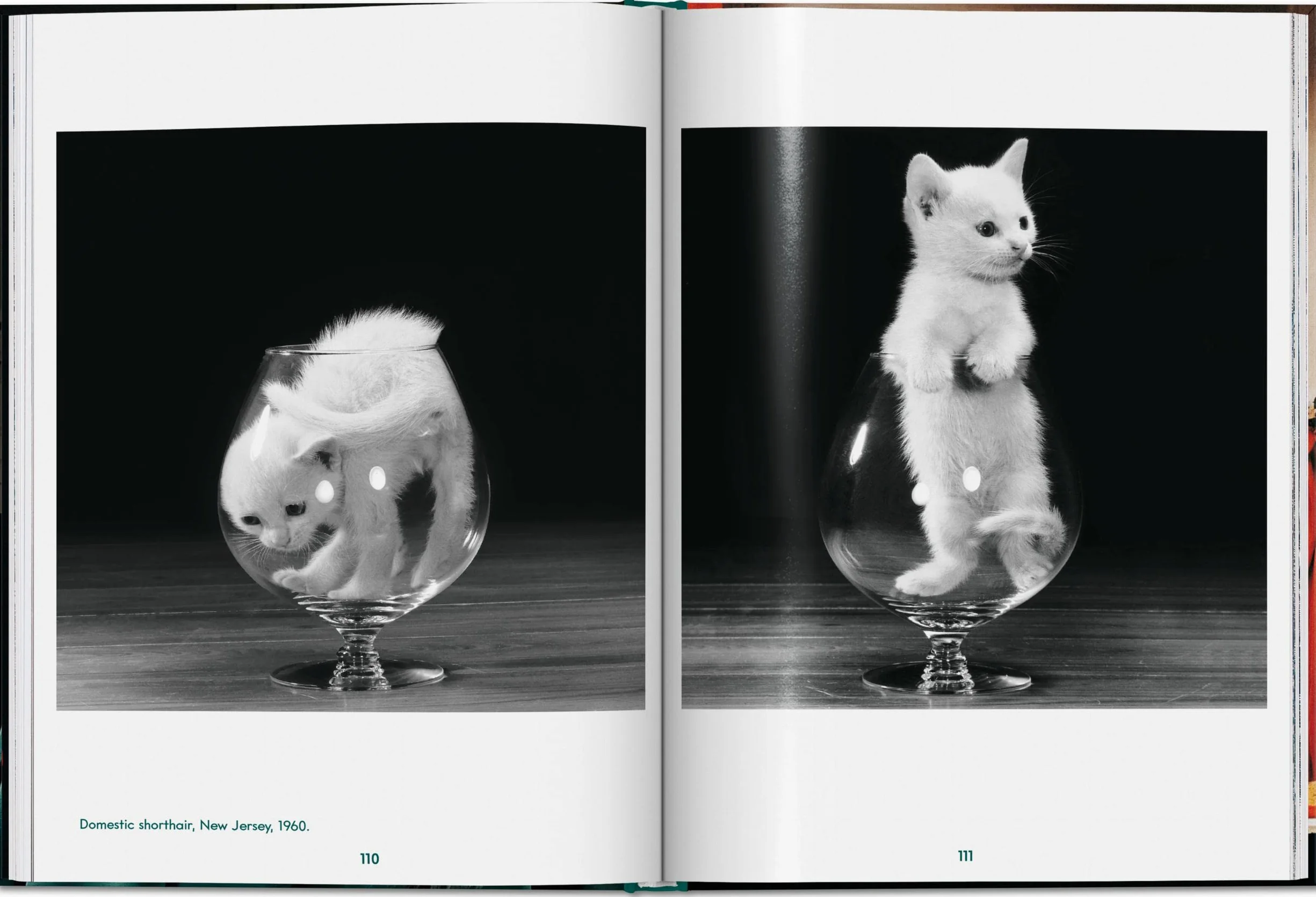 Walter Chandoha. Cats. Photographs 1942-2018