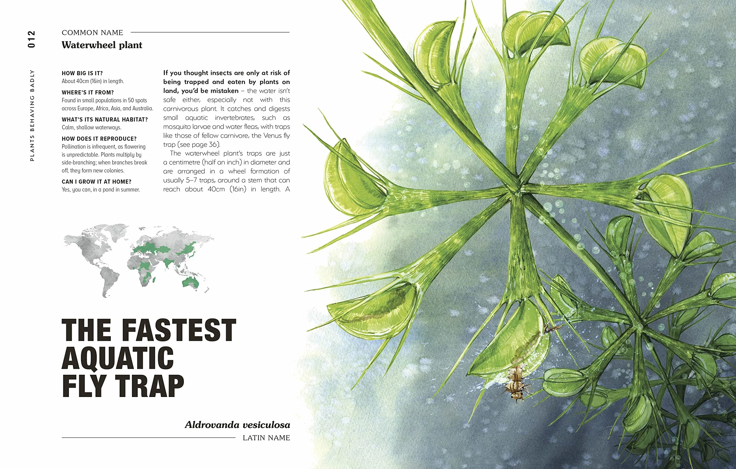 Hortus Curious: Discover the World's Most Weird and Wonderful Plants and Fungi