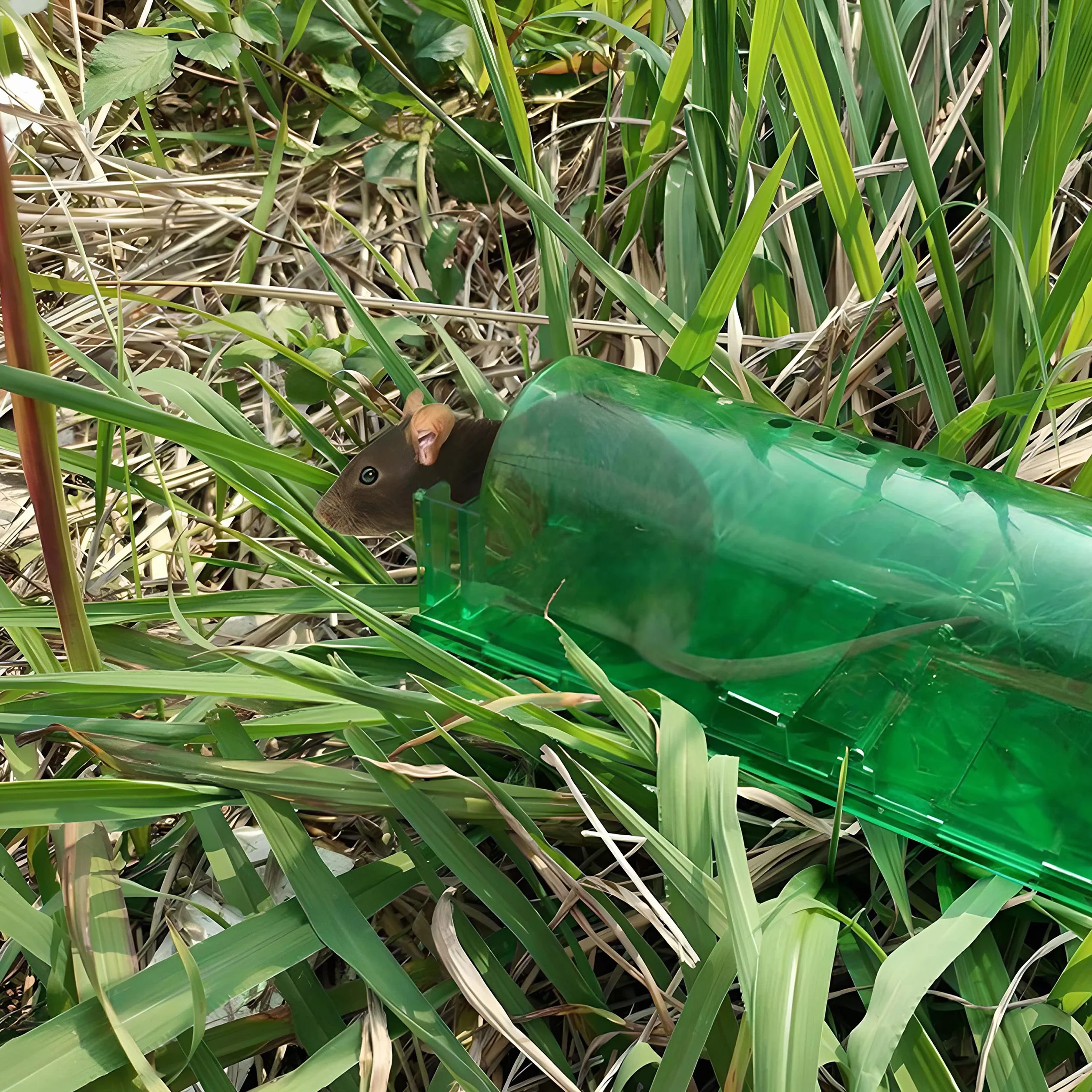 Retoo Pułapka na myszy wielokrotnego użytku 2 Pack z otworami powietrznymi, pułapka na żywo do użytku w pomieszczeniach na zewnątrz, przyjazne dla zwierząt i przyjazne dla dzieci klatki zielona